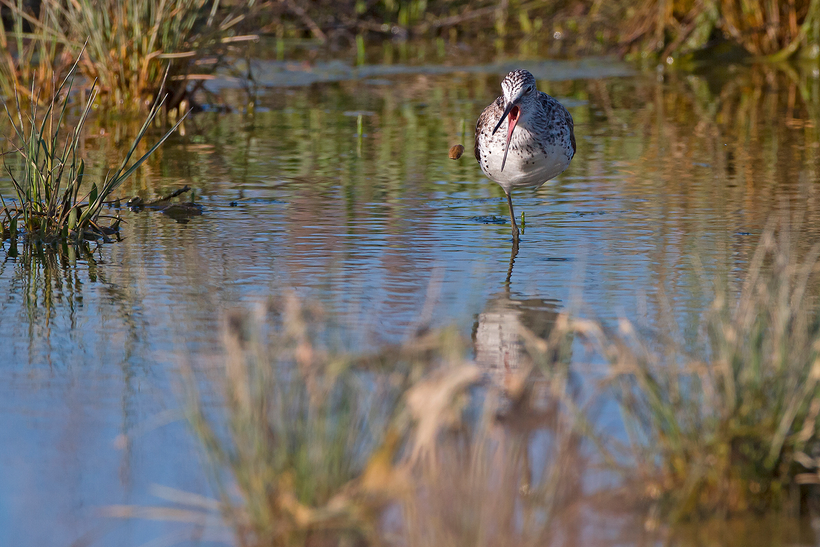 Greenshank with wad expelled