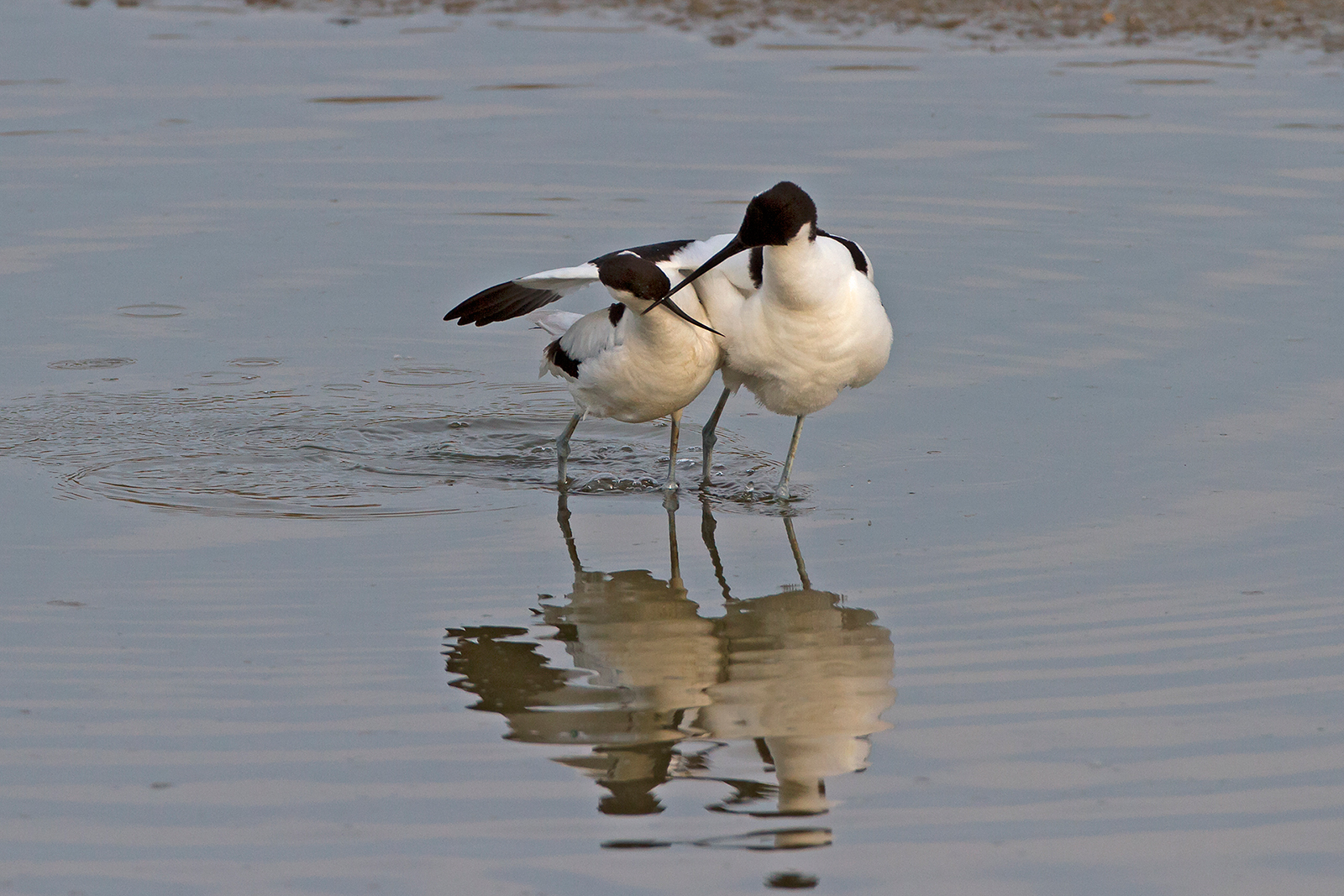 Avocets