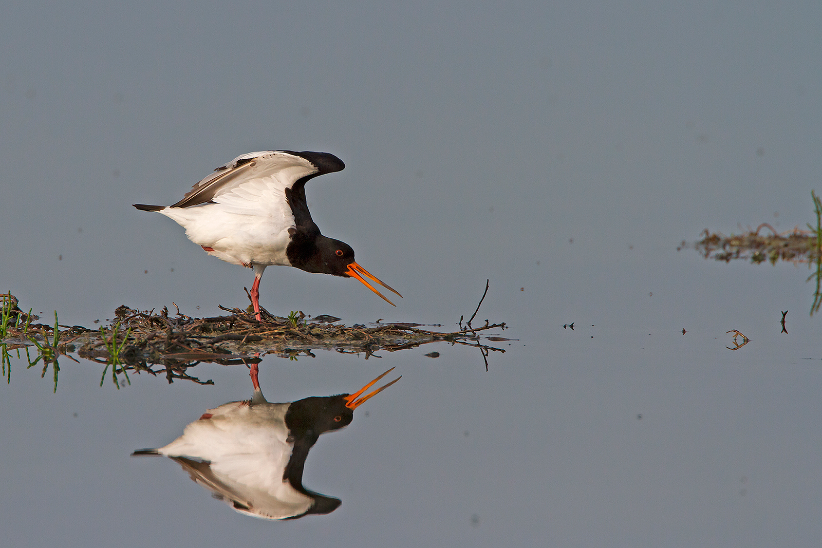 Oystercatcher
