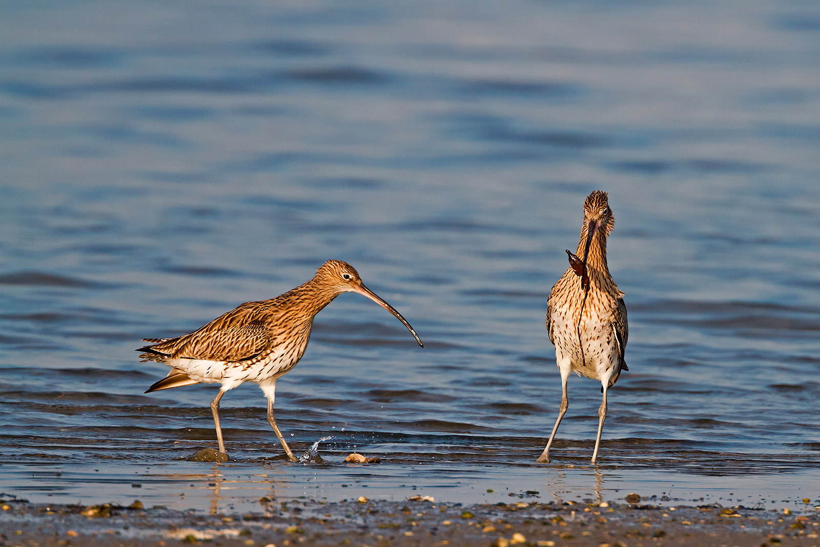 Curlews