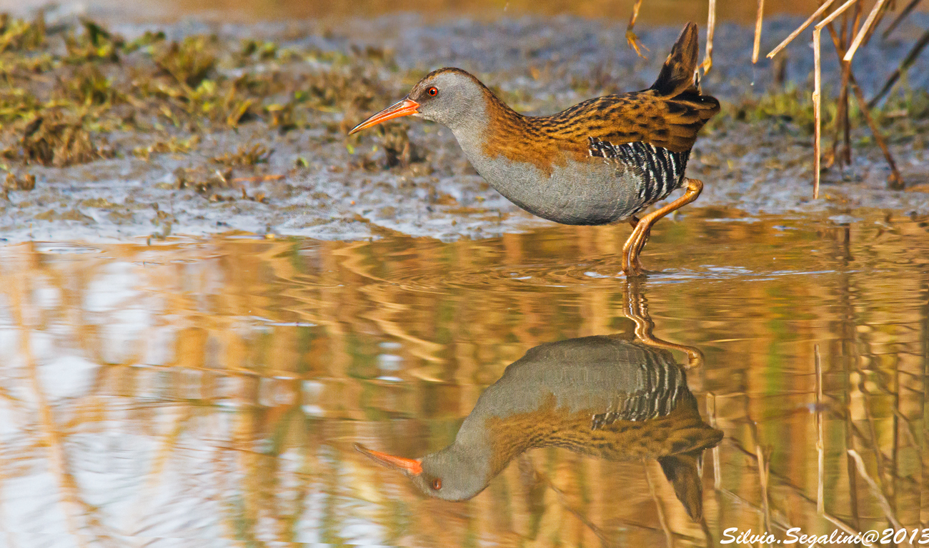 Passo felpato (porciglione)