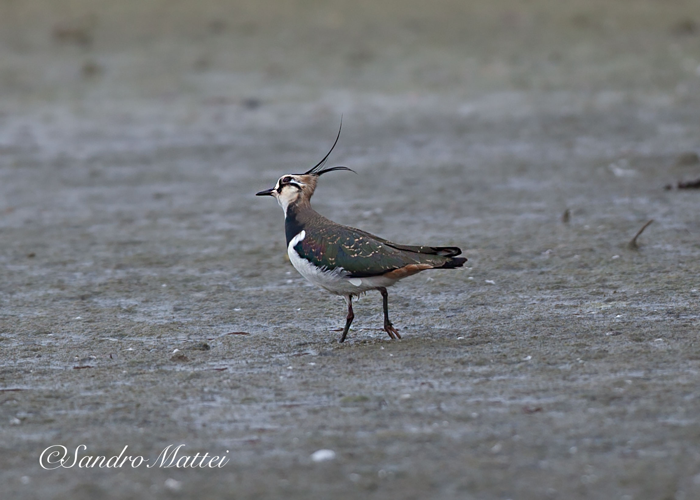 Who goes there ... ......