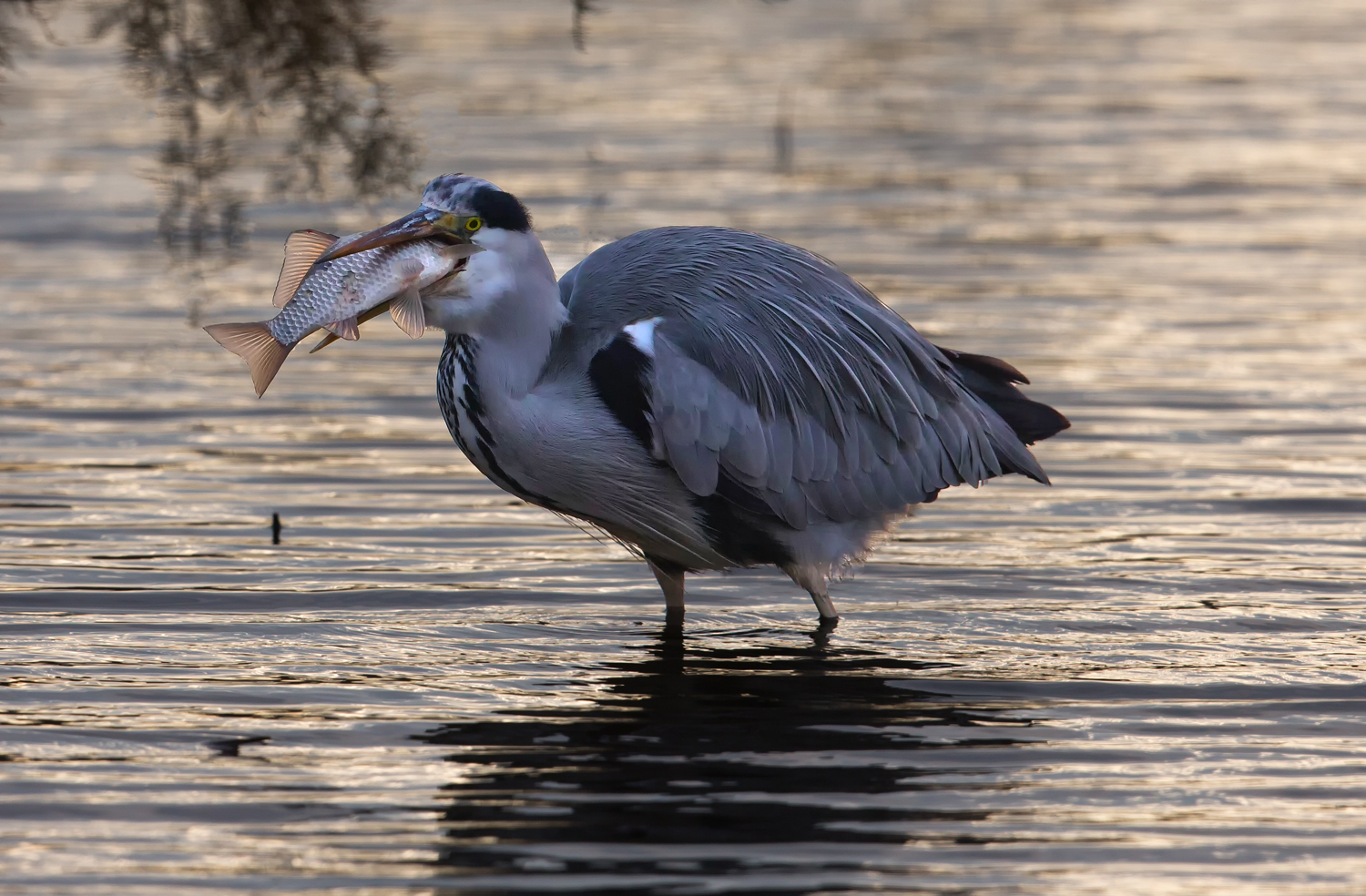 In the night ... fish!