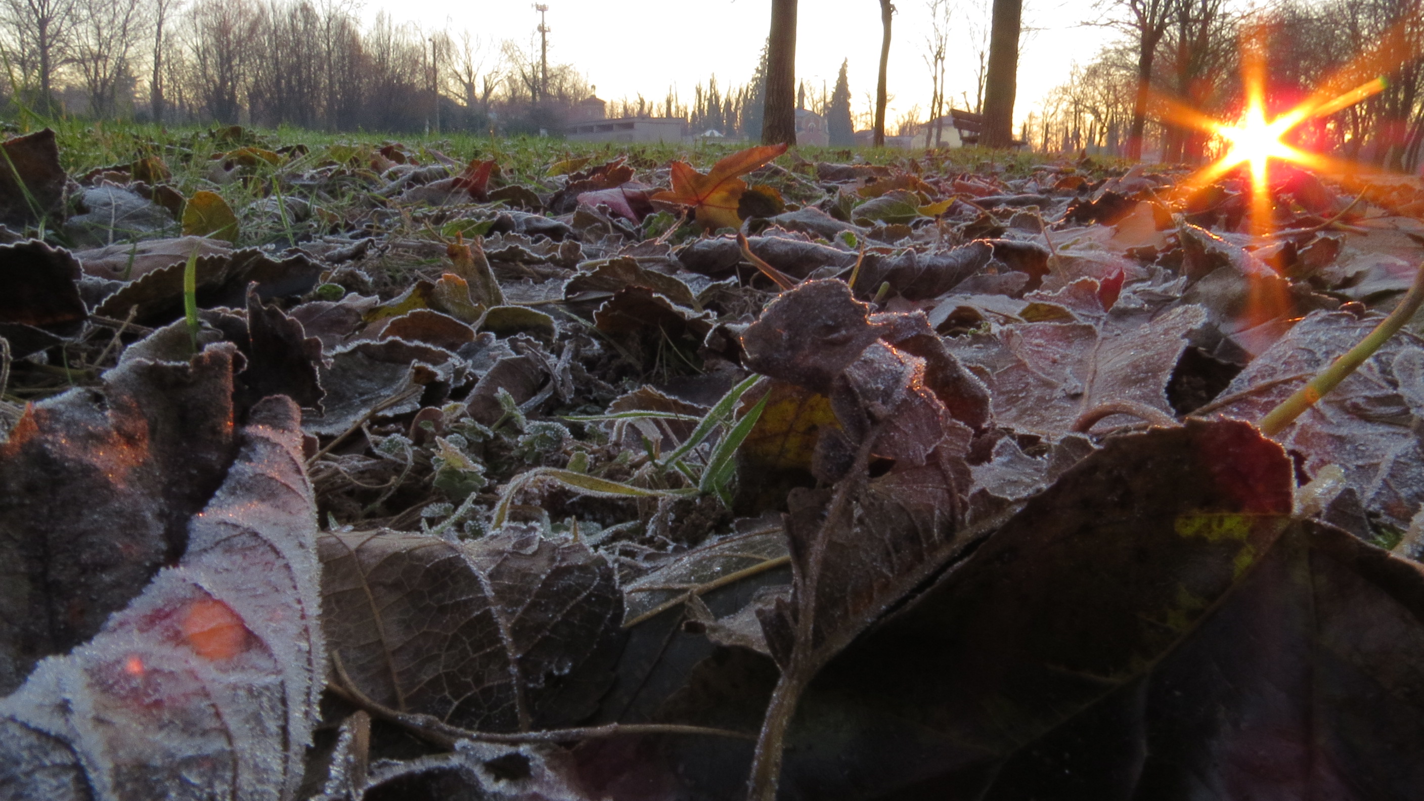 awakening of an icy winter lawn