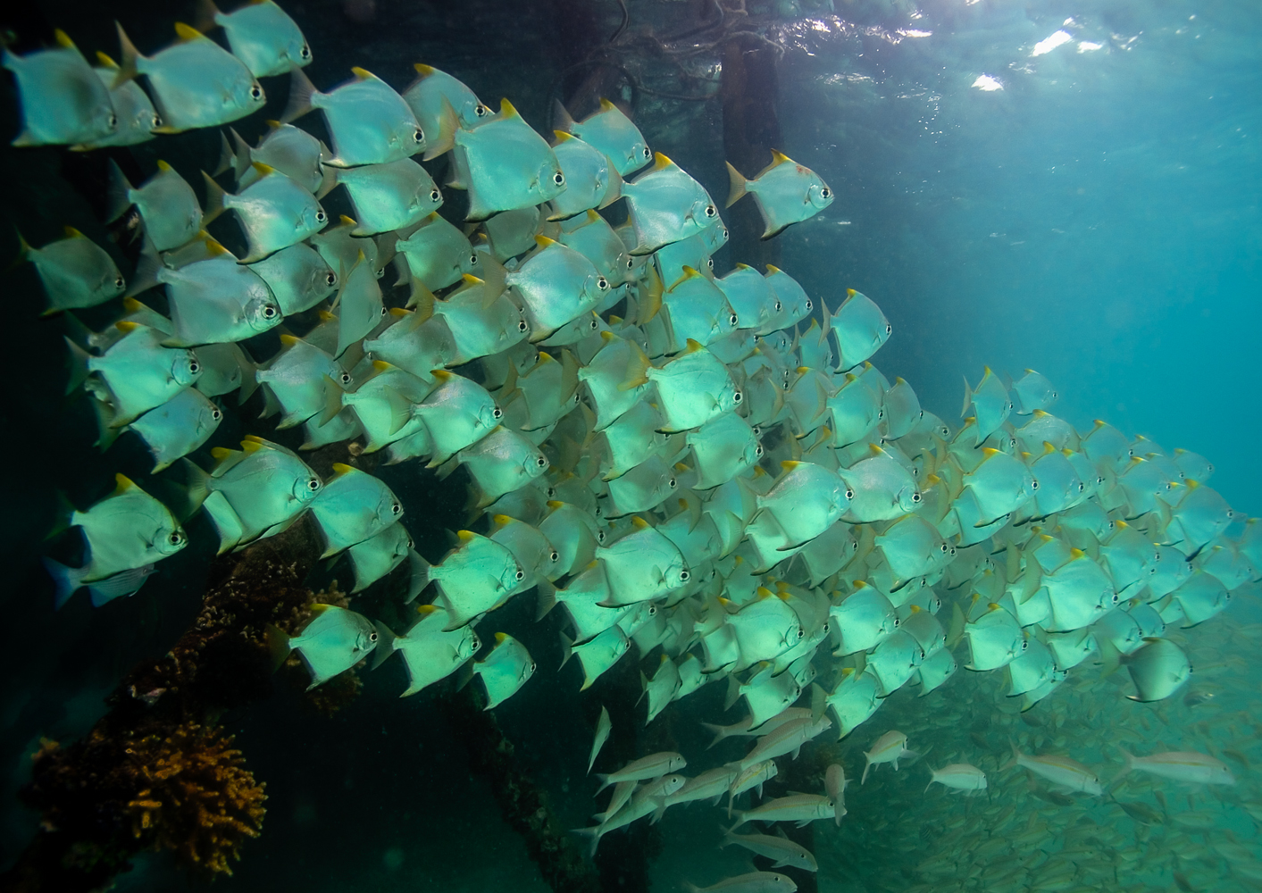 monodactyus argenteus