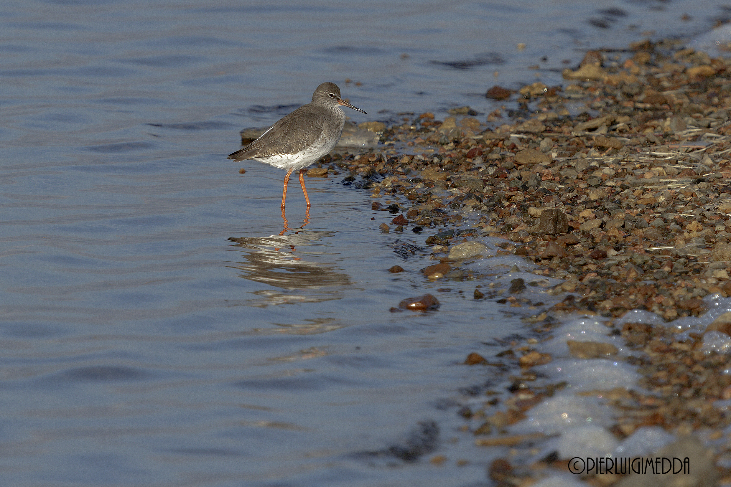Pettegola  Tringa totanus