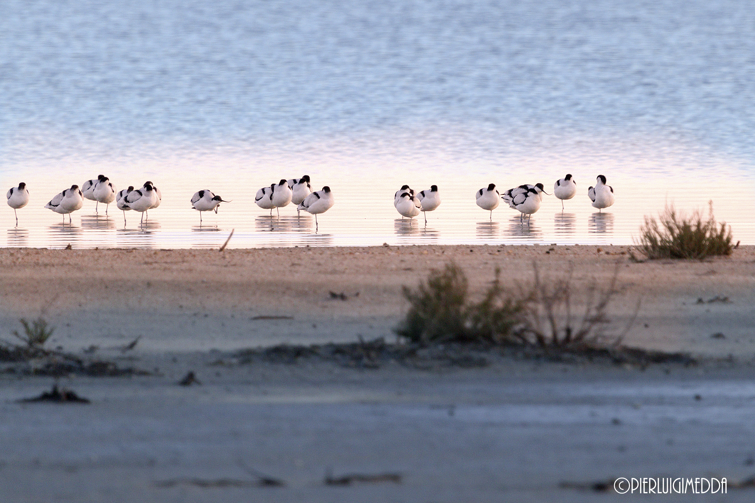 L'ultimo raggio di sole...Avocette