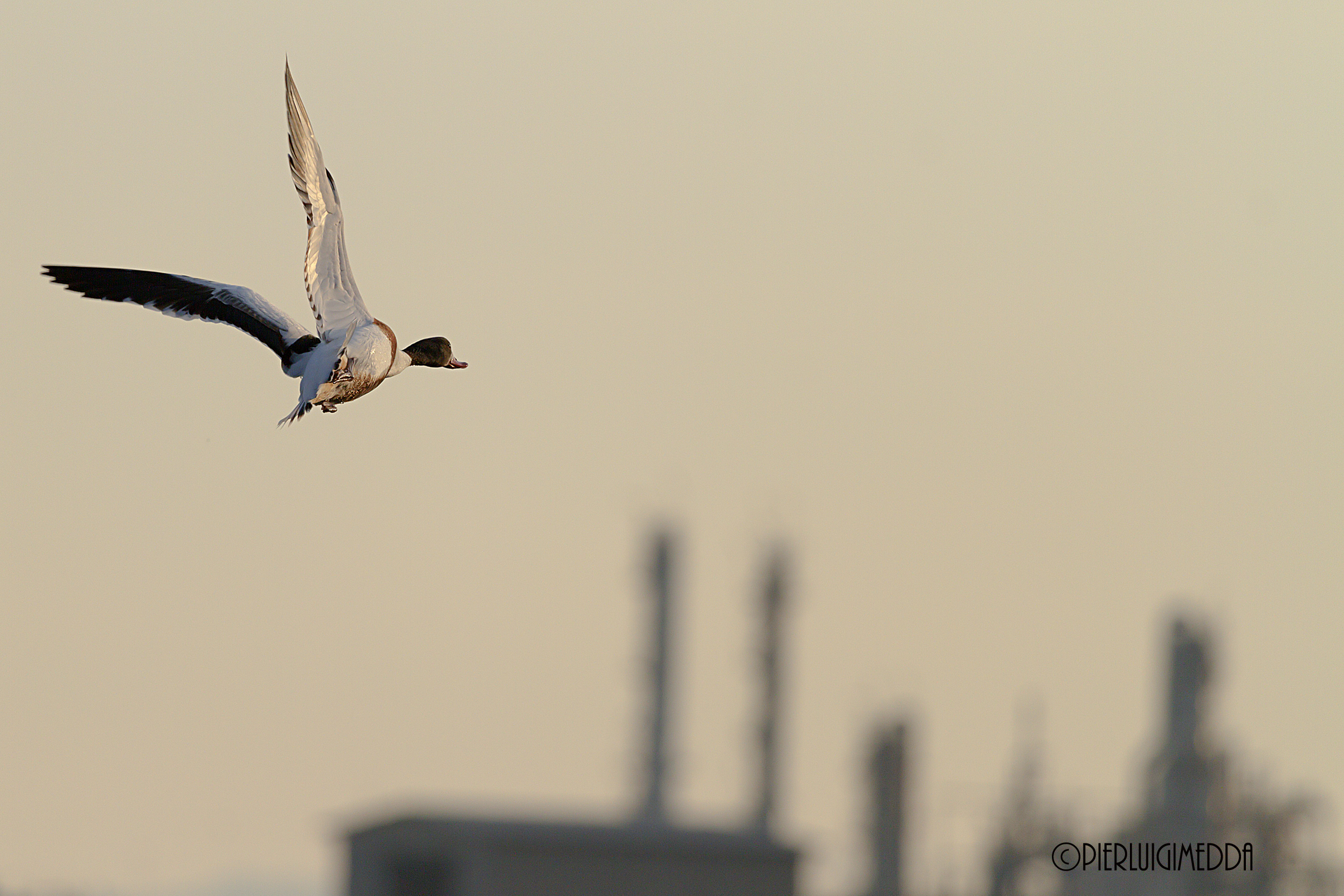 Volpoca Tadorna tadorna