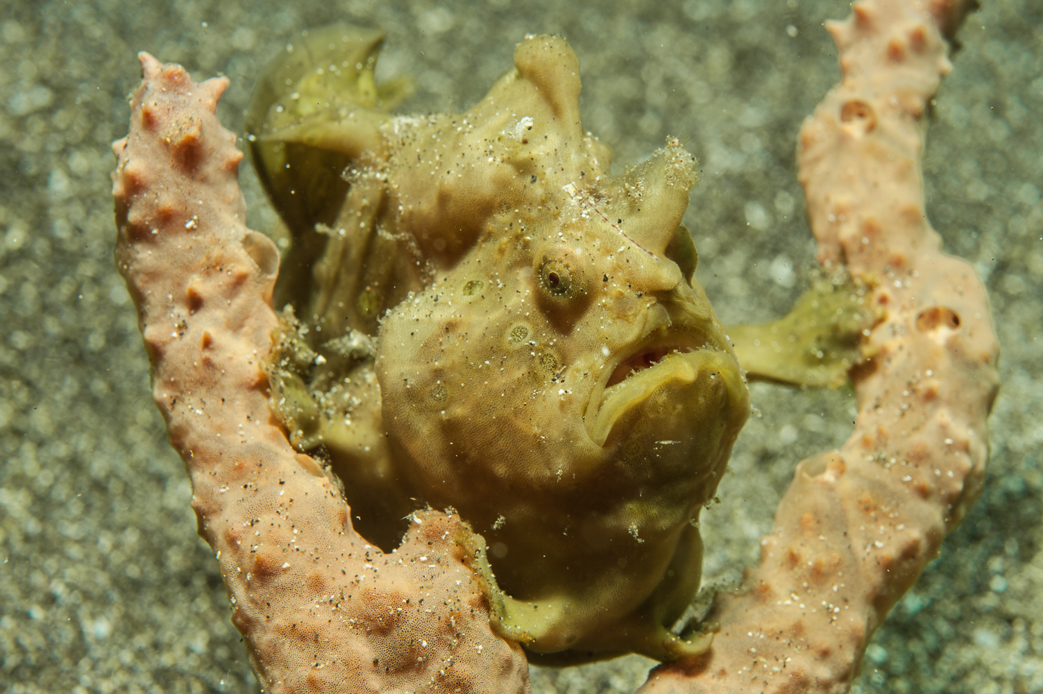 antennarius commersoni-2