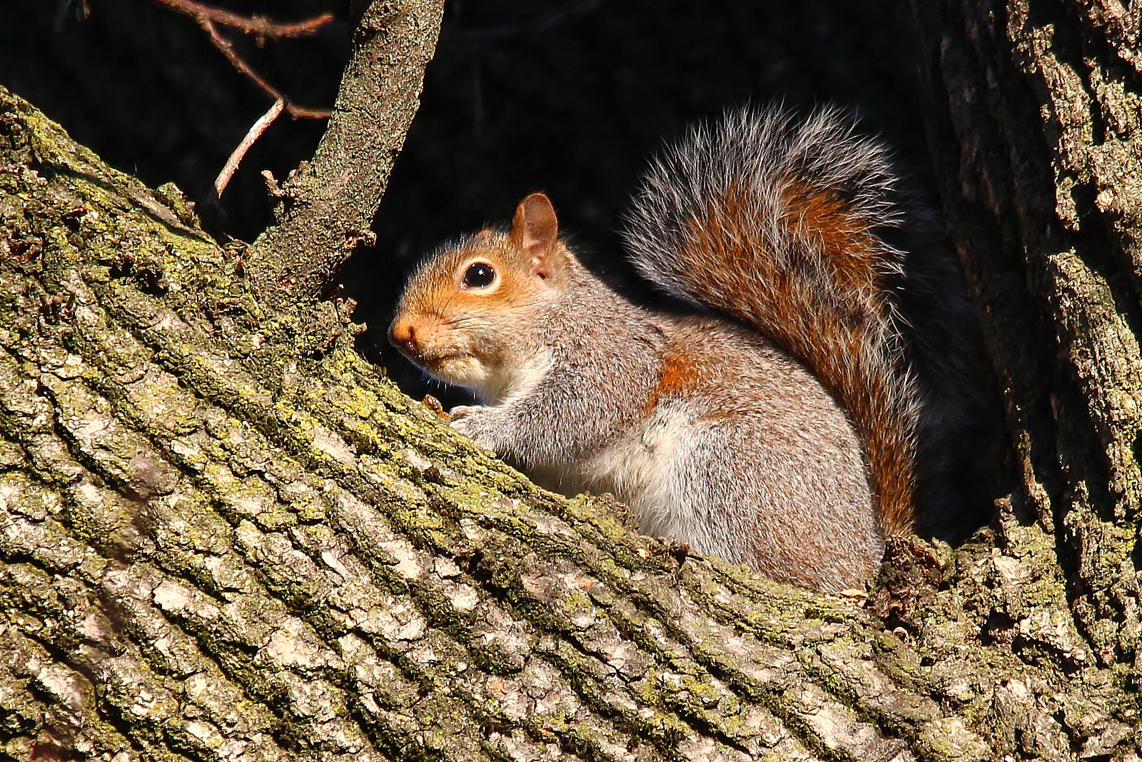 Scoiattolo a Campiglione
