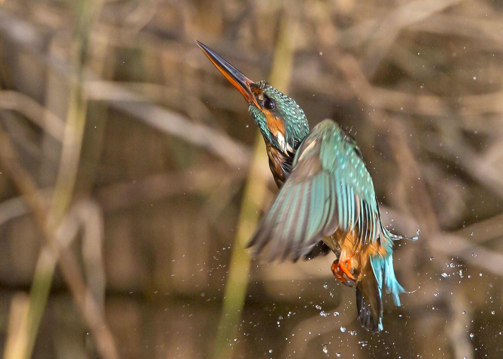 Risalita (migliorata)