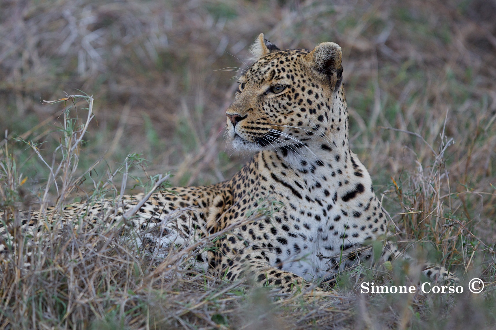 Leopardo scruta l'orizzonte