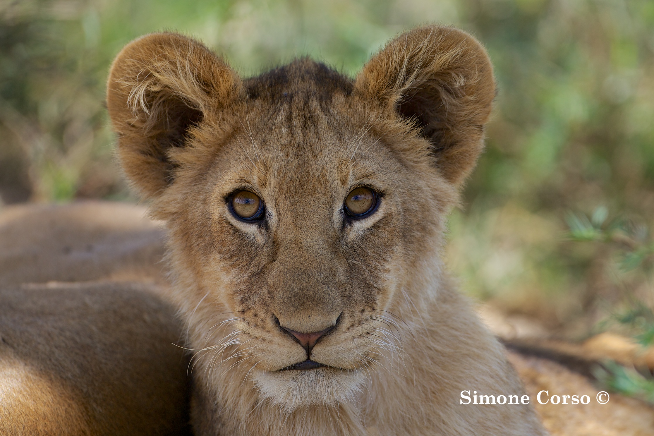 Cucciolo di Leone curioso