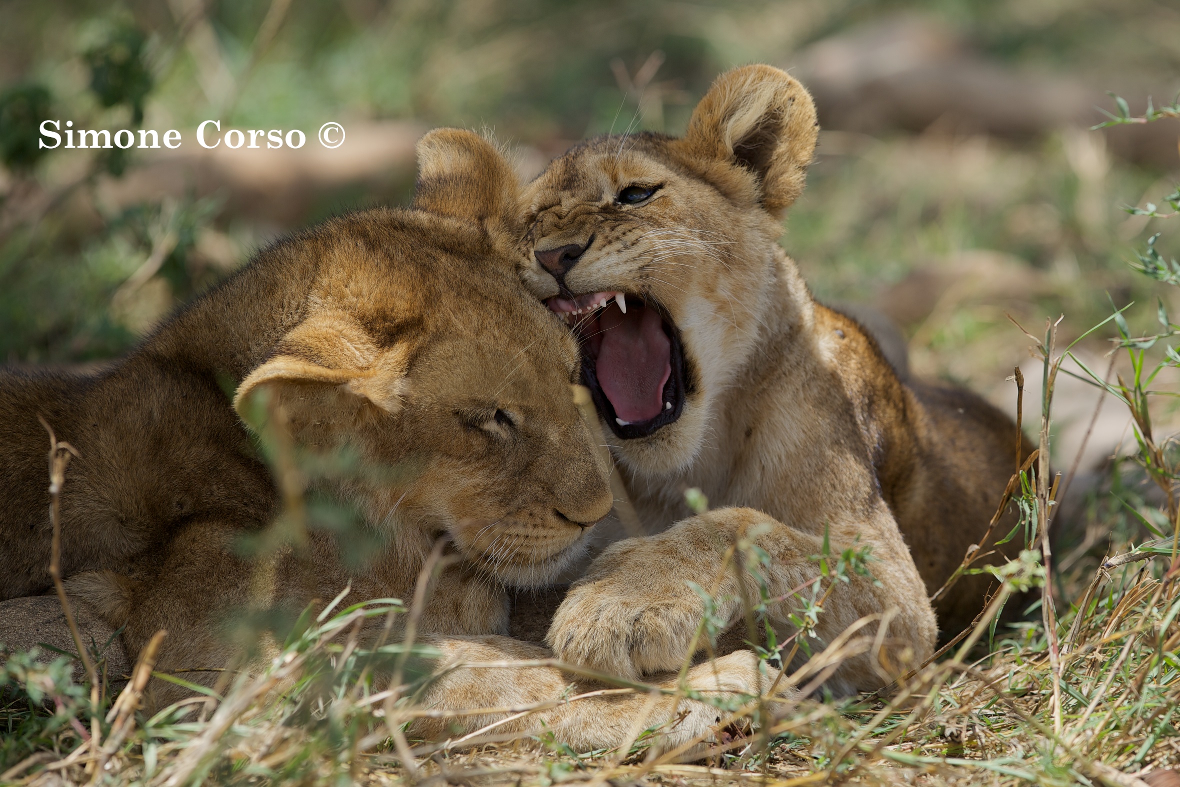 Cuccioli giocherelloni