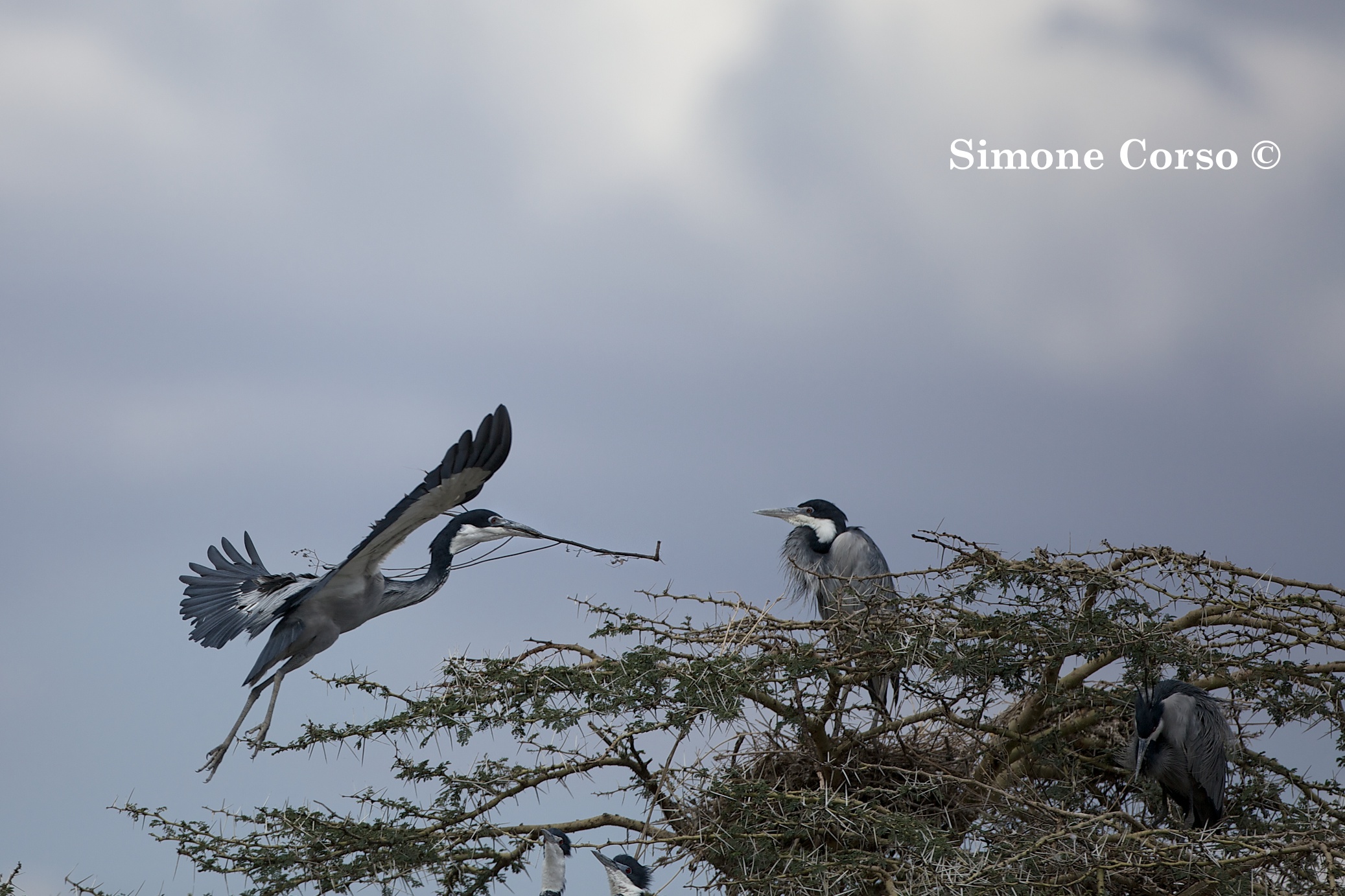 Airone maschio aiuta la femmina a costruire il nido