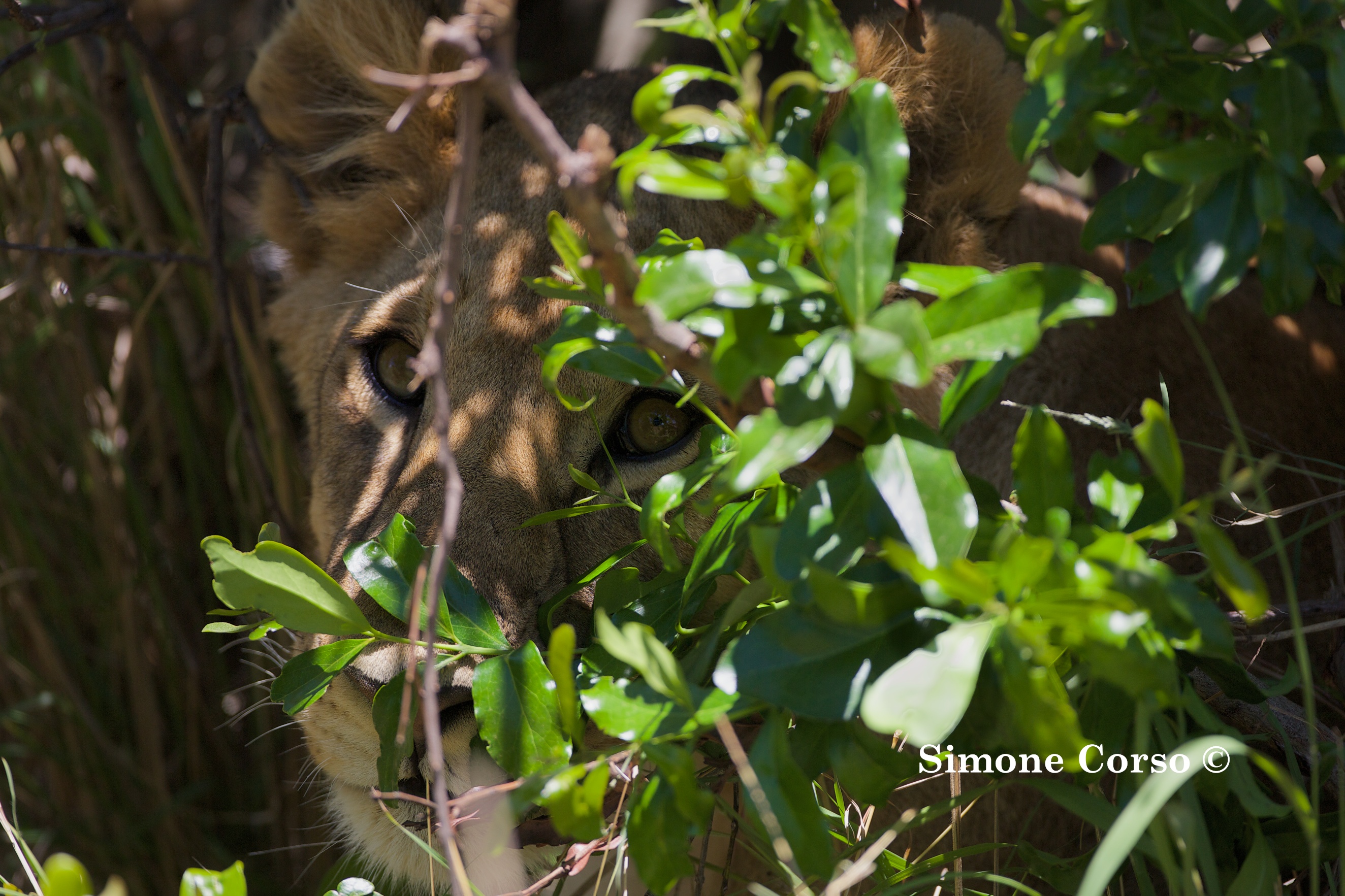 Leone pronto per la caccia