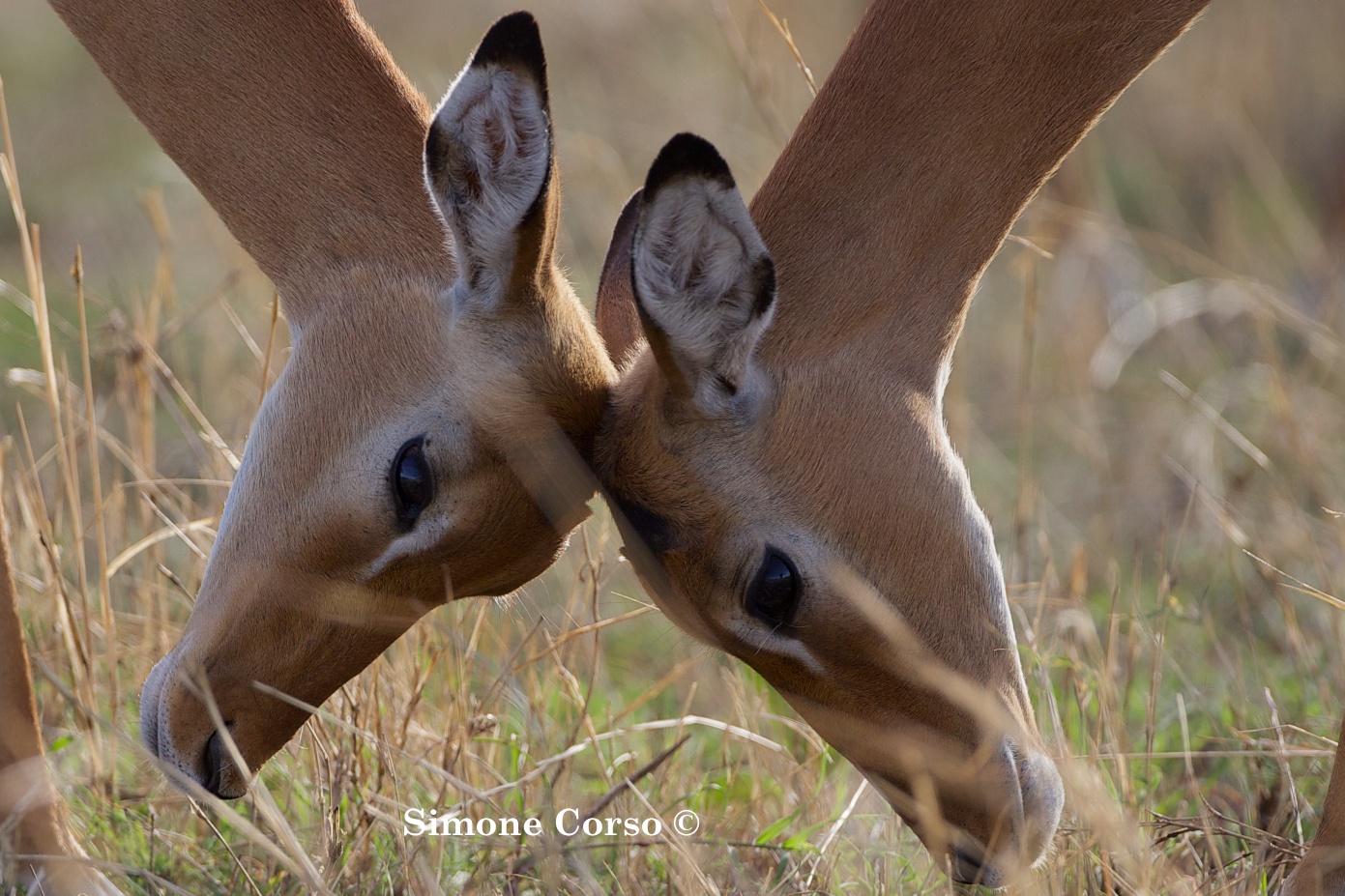 La dolcezza nella Savana