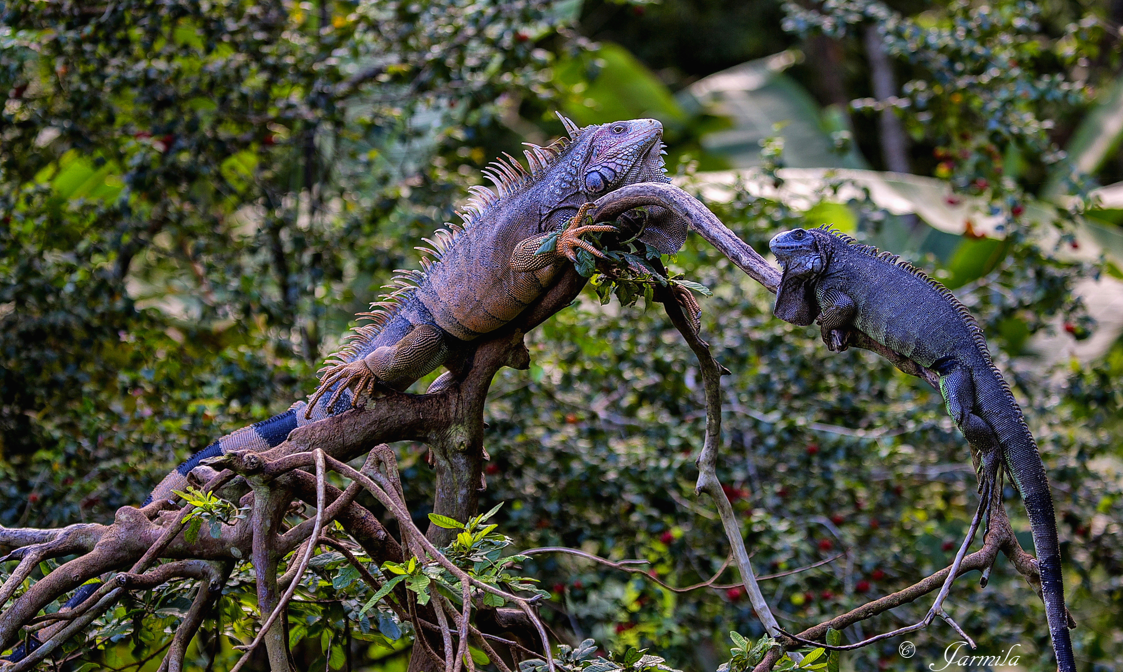 Una coppia di iguane