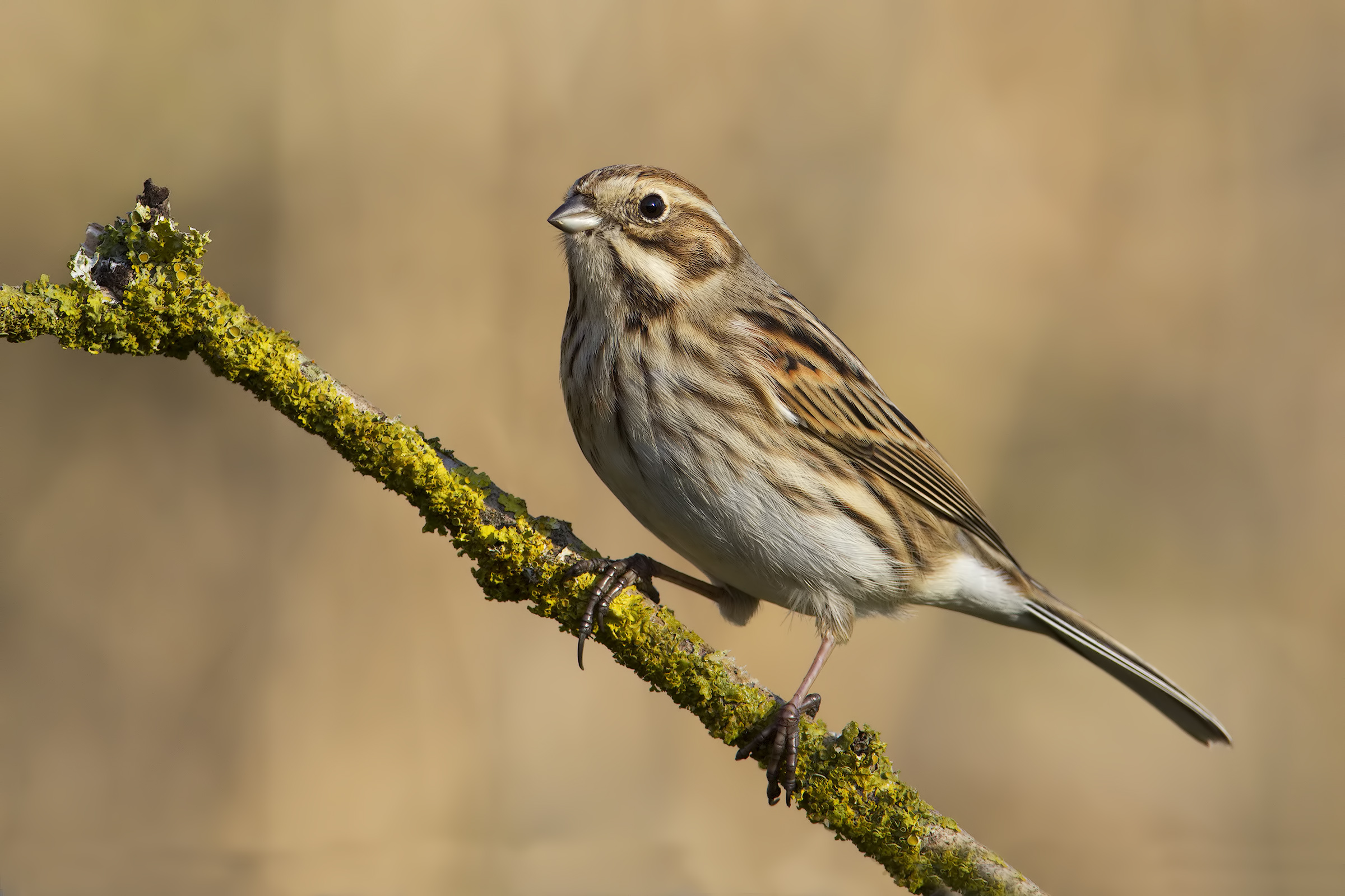 migliarino di palude