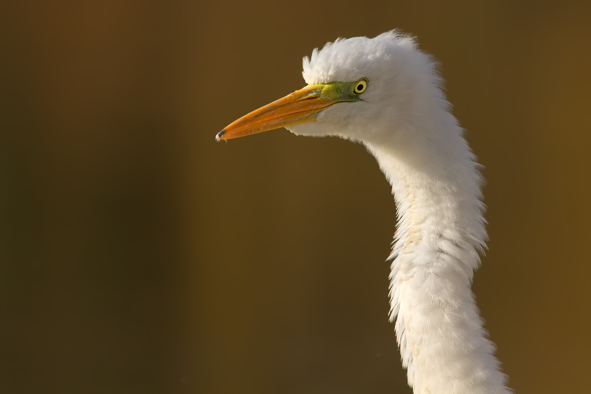 Ostrich or Heron ..!? :-)