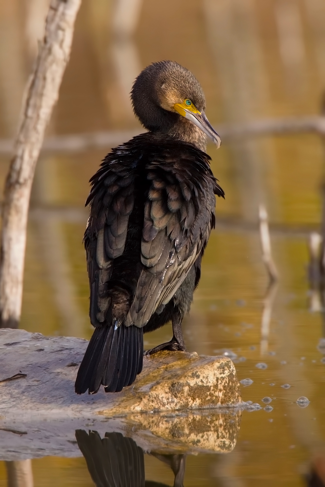 Cormorant