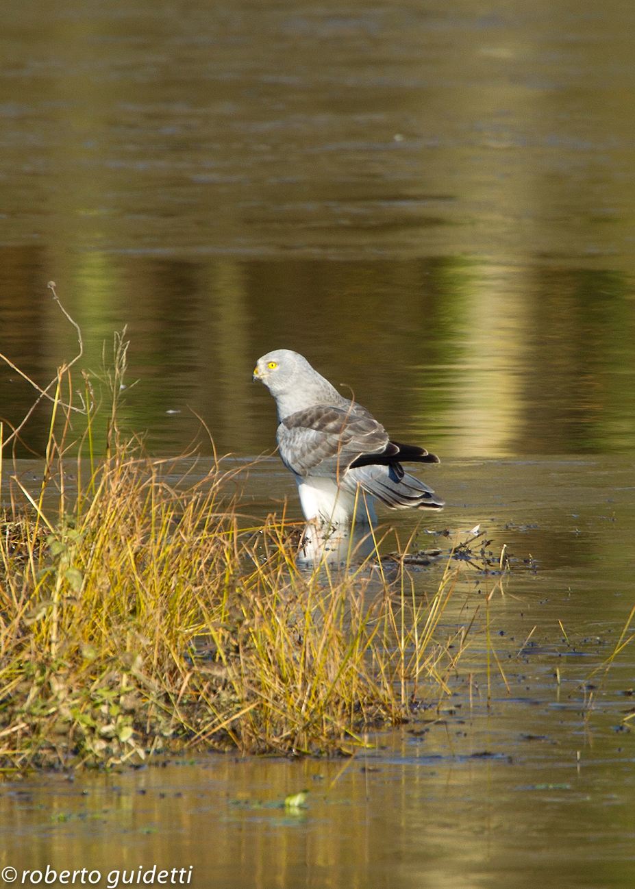 Goshawk male Cronovilla