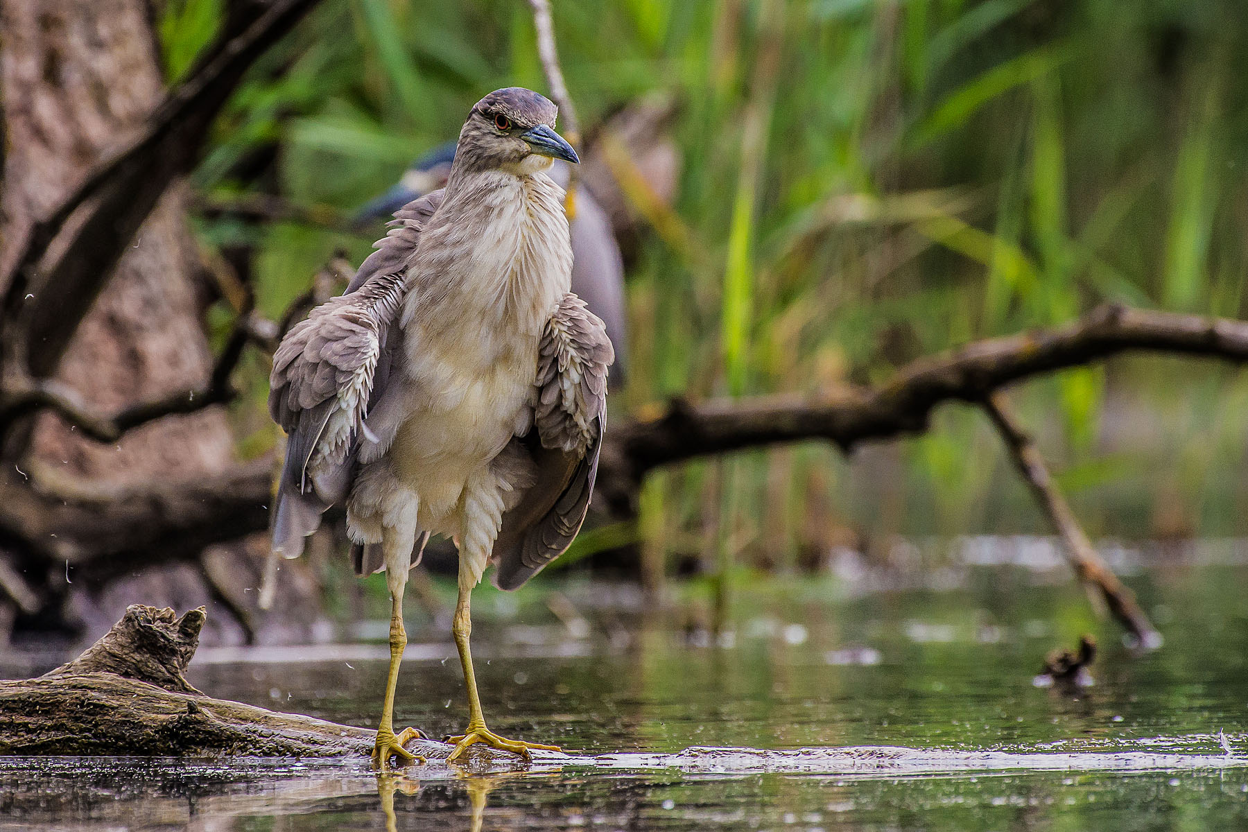 Nitticora Junior arruffata