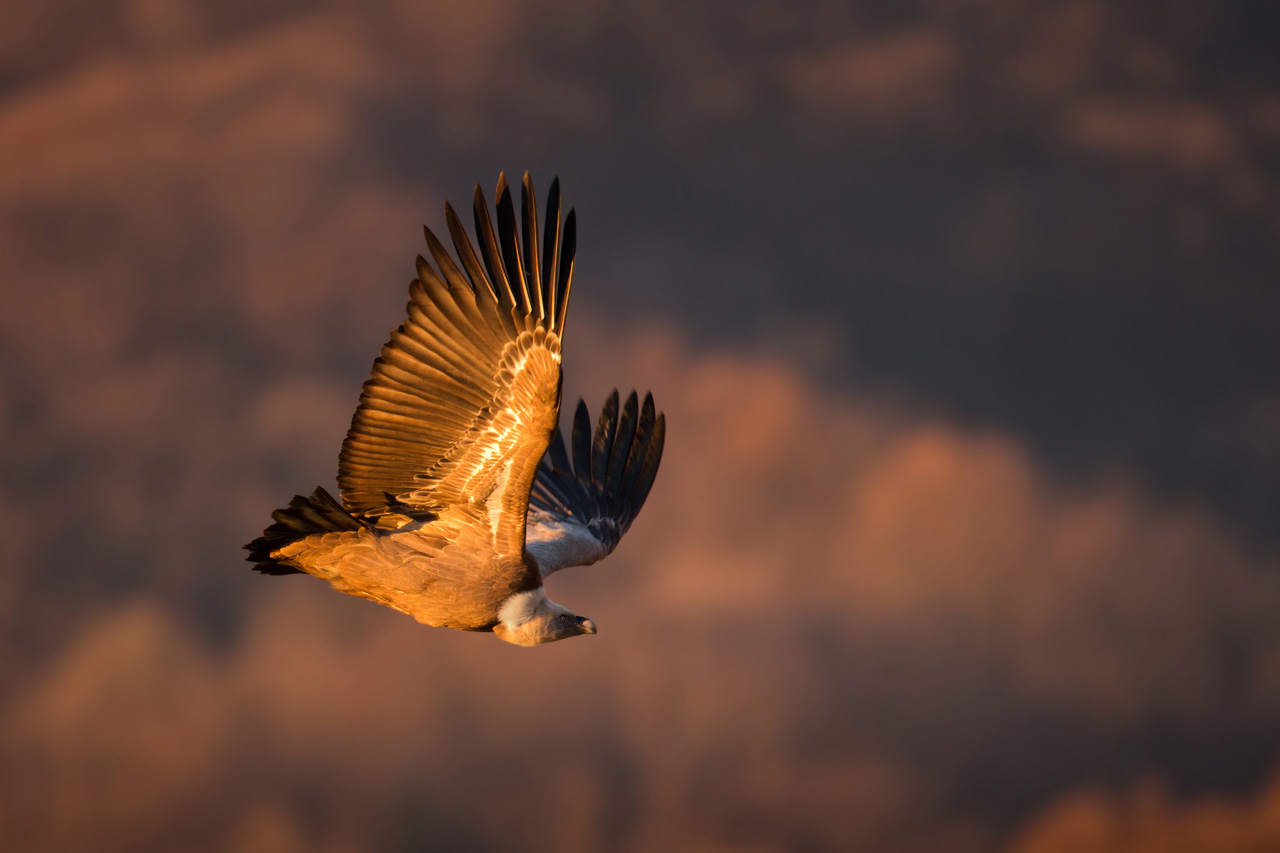 Grifone - Griffon Vulture