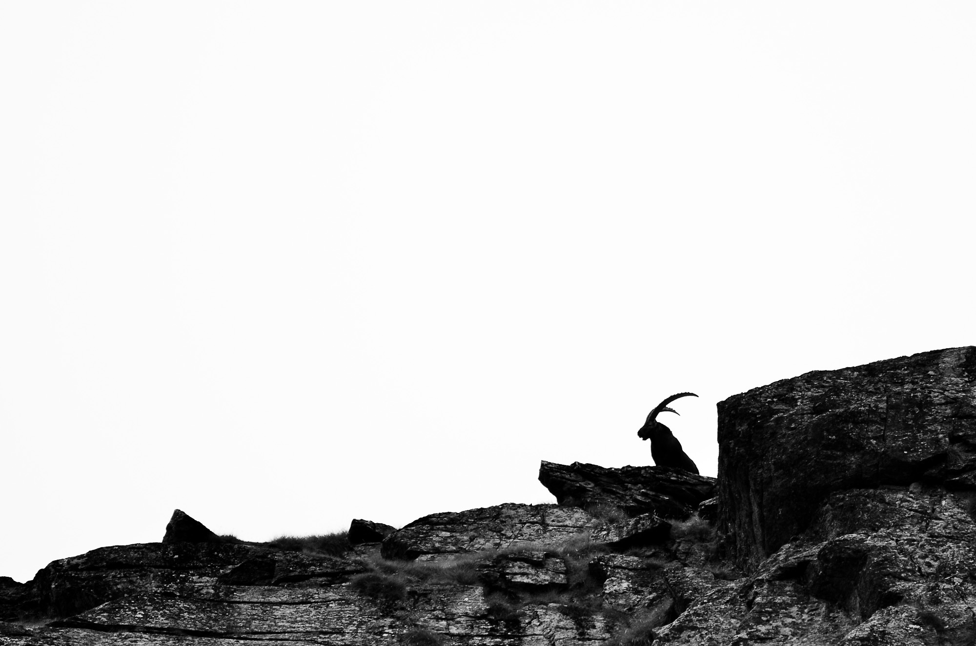 Profile ... black and white