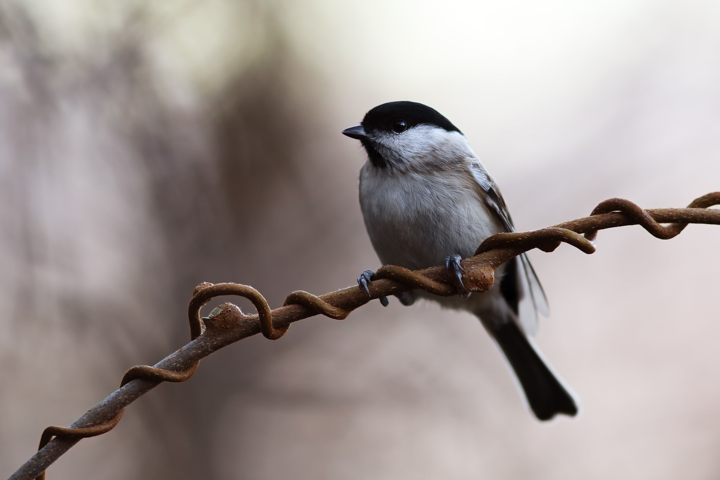 Chickadee
