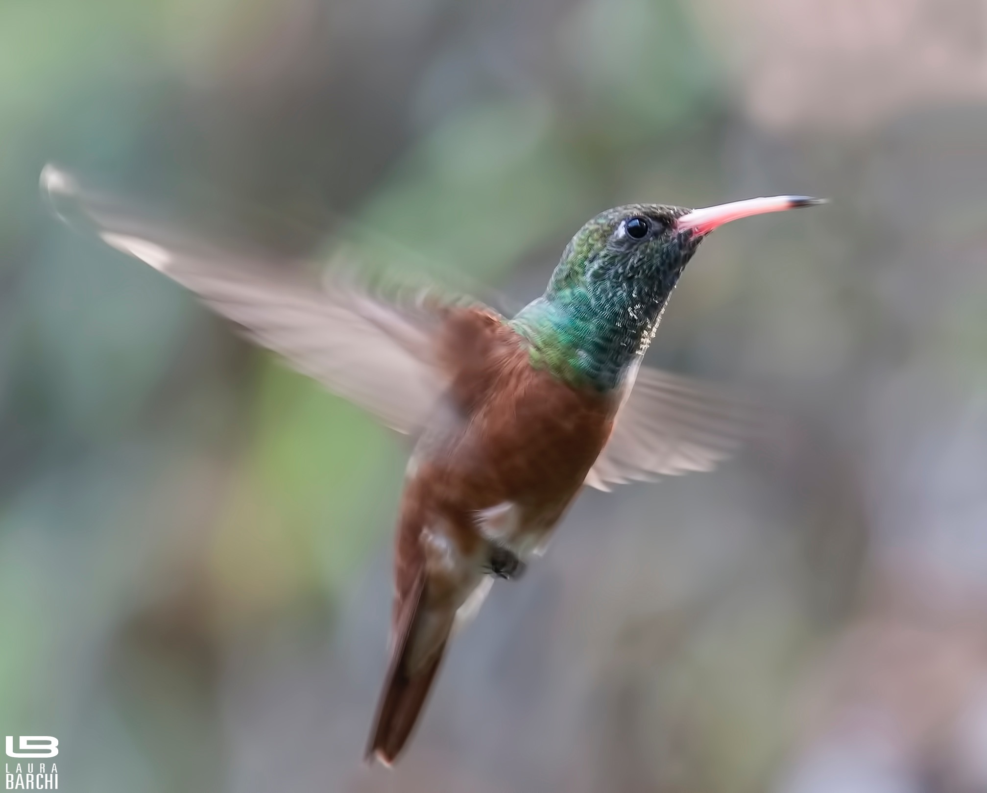 Colibrì - S. Alessio