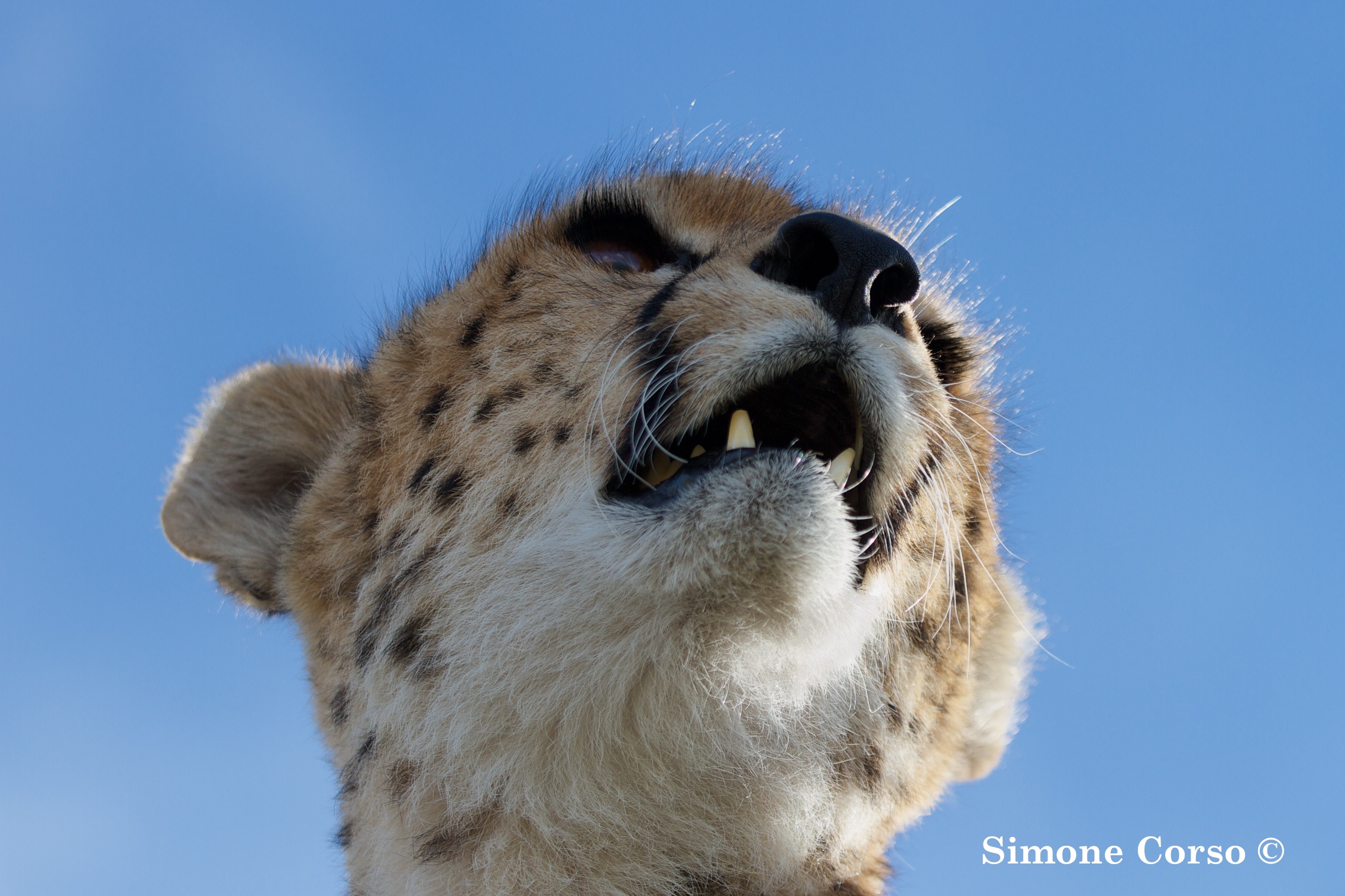 Cheetah seen from inside the jeep