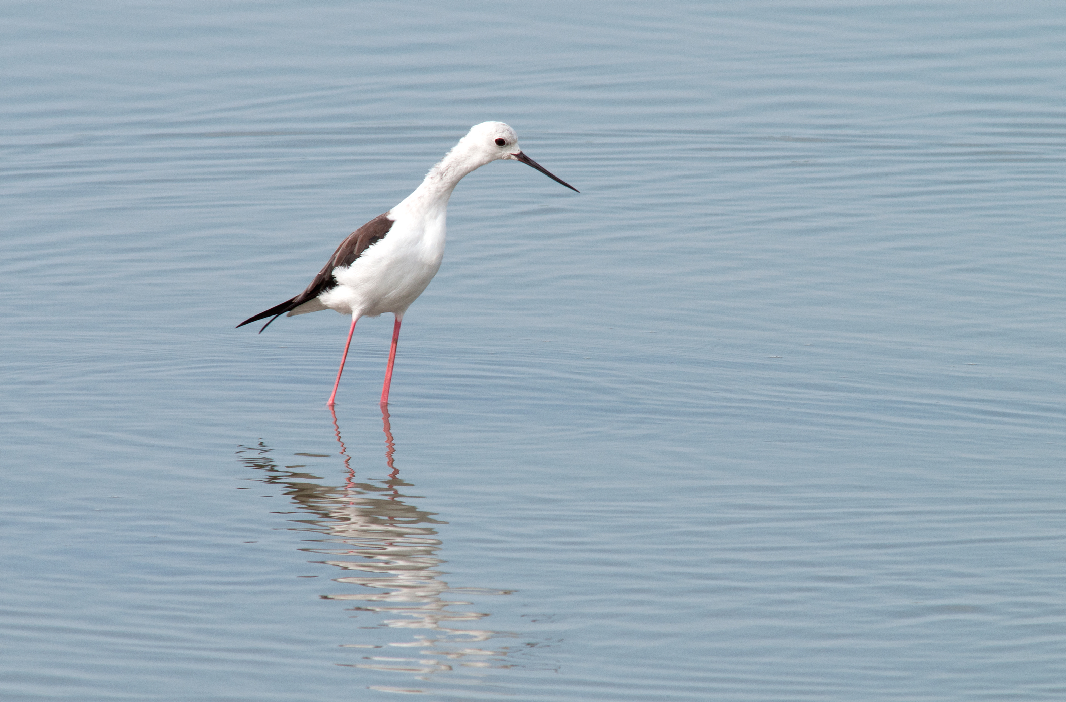 il cavaliere delle risaie