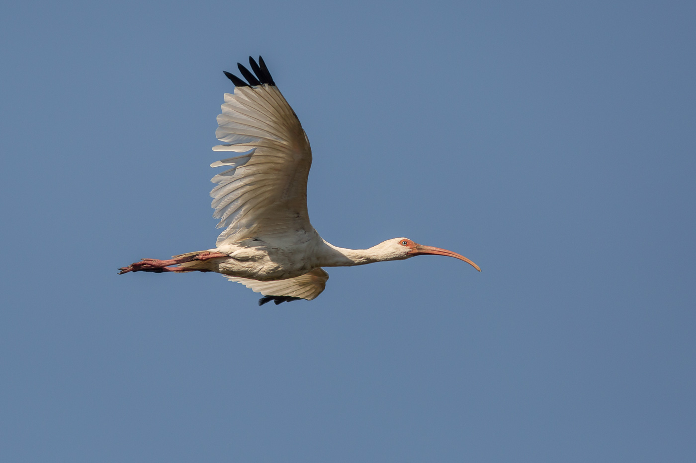 Ibis in volo