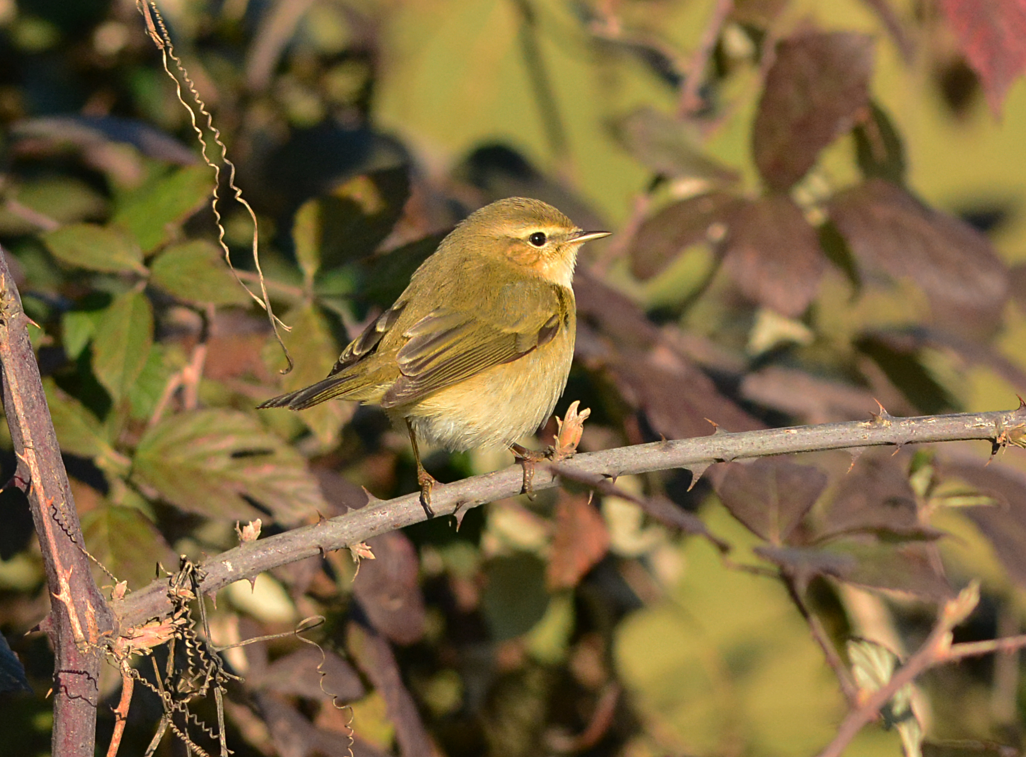 luì piccolo sul rovo