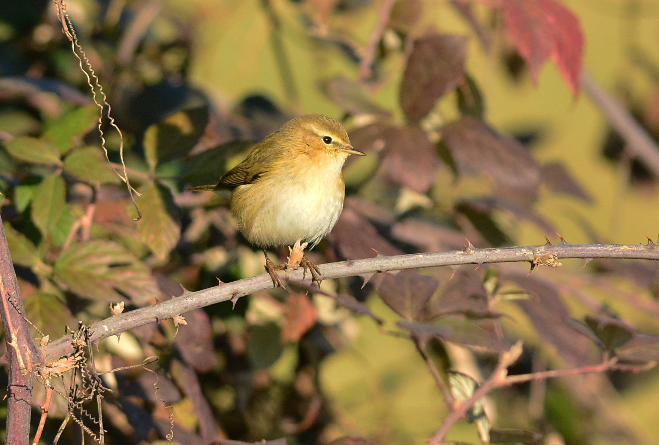 luì piccolo sul rovo