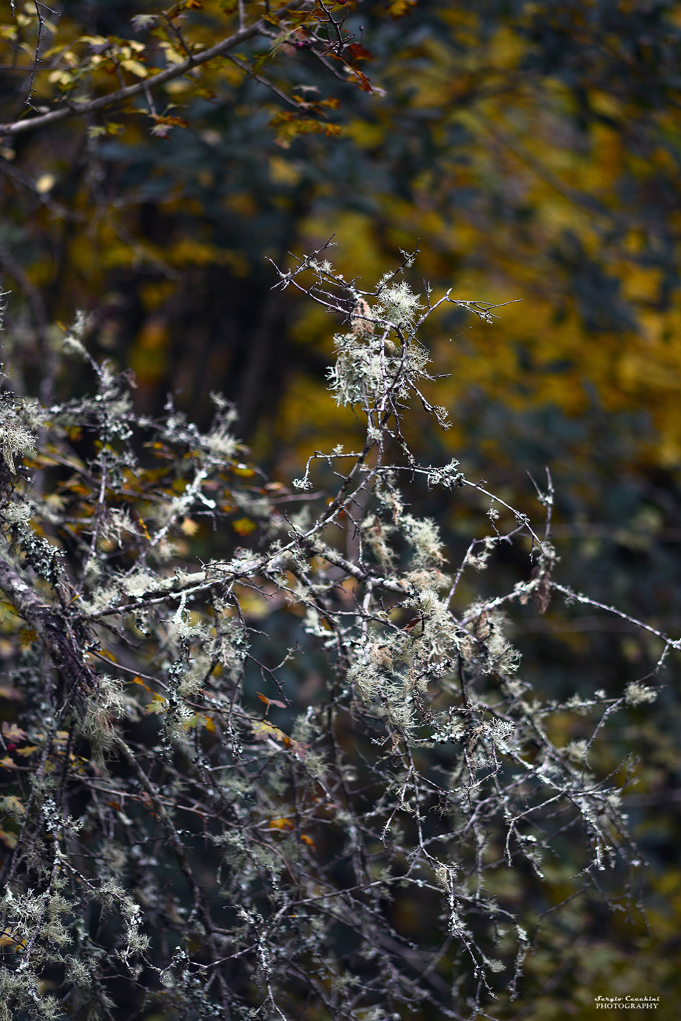 lichens