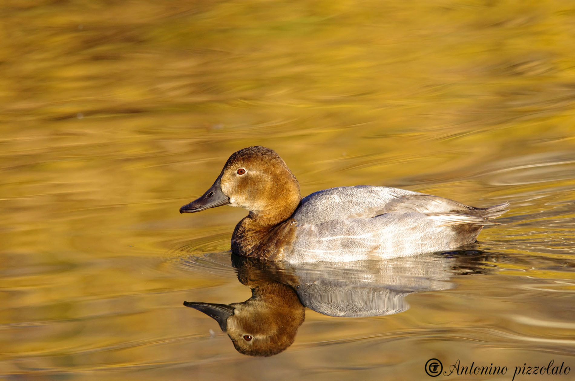 Pochard female