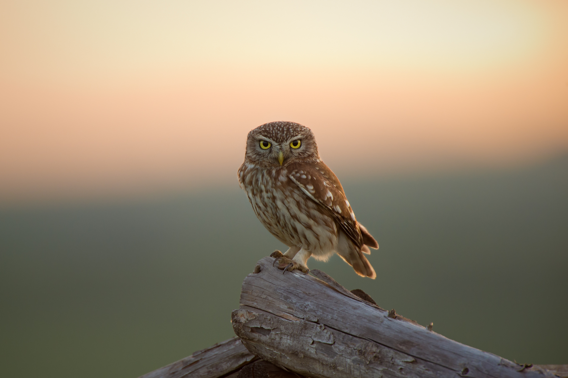 Owl at sunset