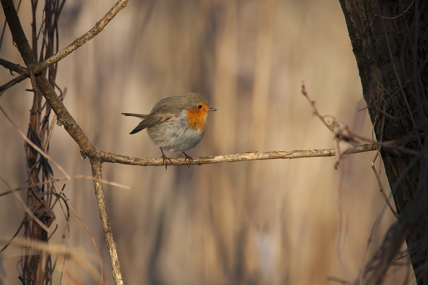 Pettirosso, amico mio (2)