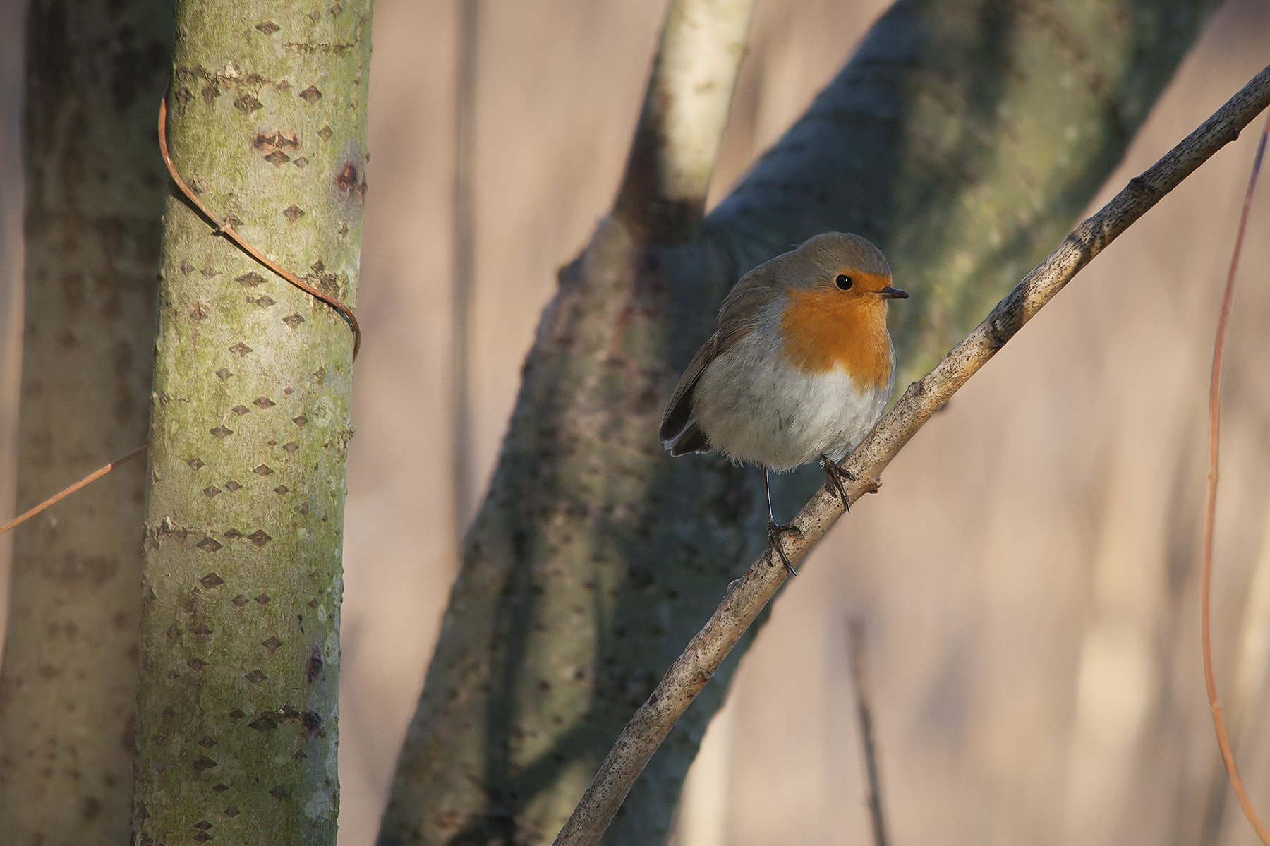 Pettirosso, amico mio (3)