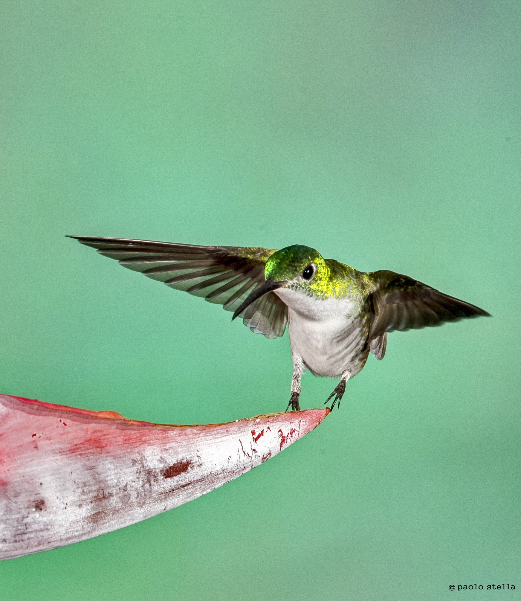 Andean Emerald (France, and Amazilia)