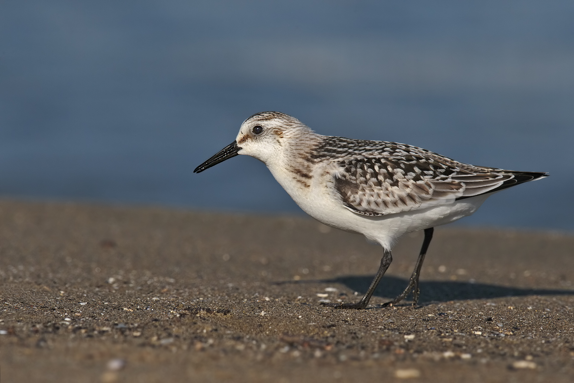 Piovanello tridattilo