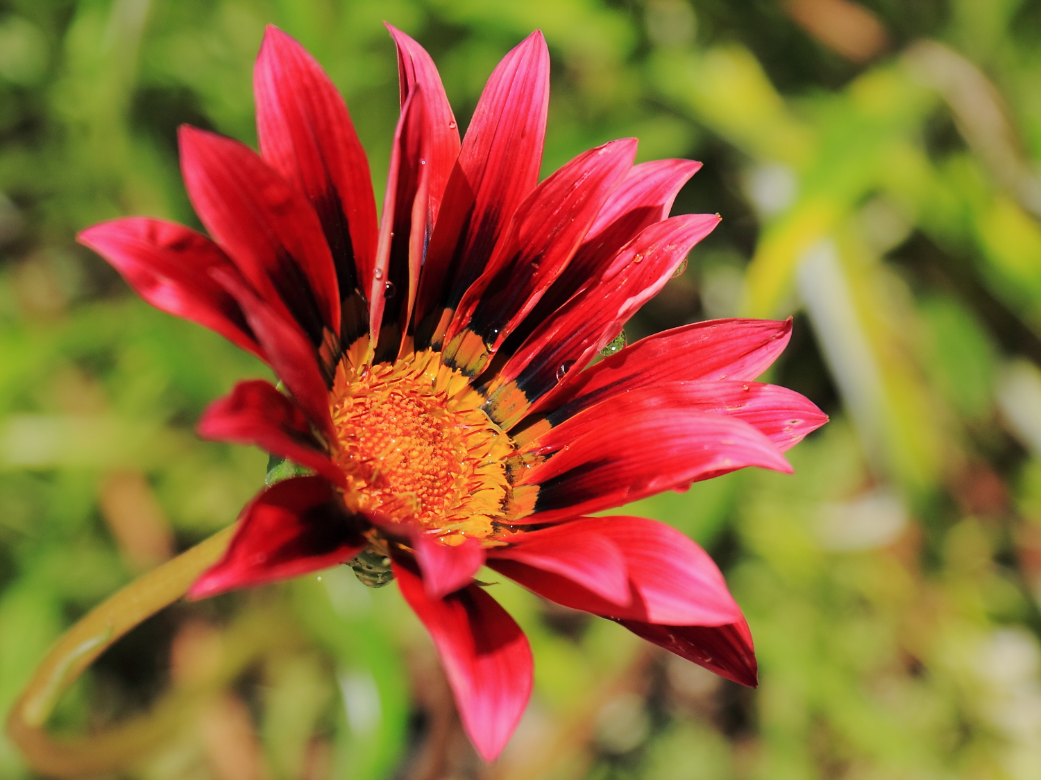 Gazania flower