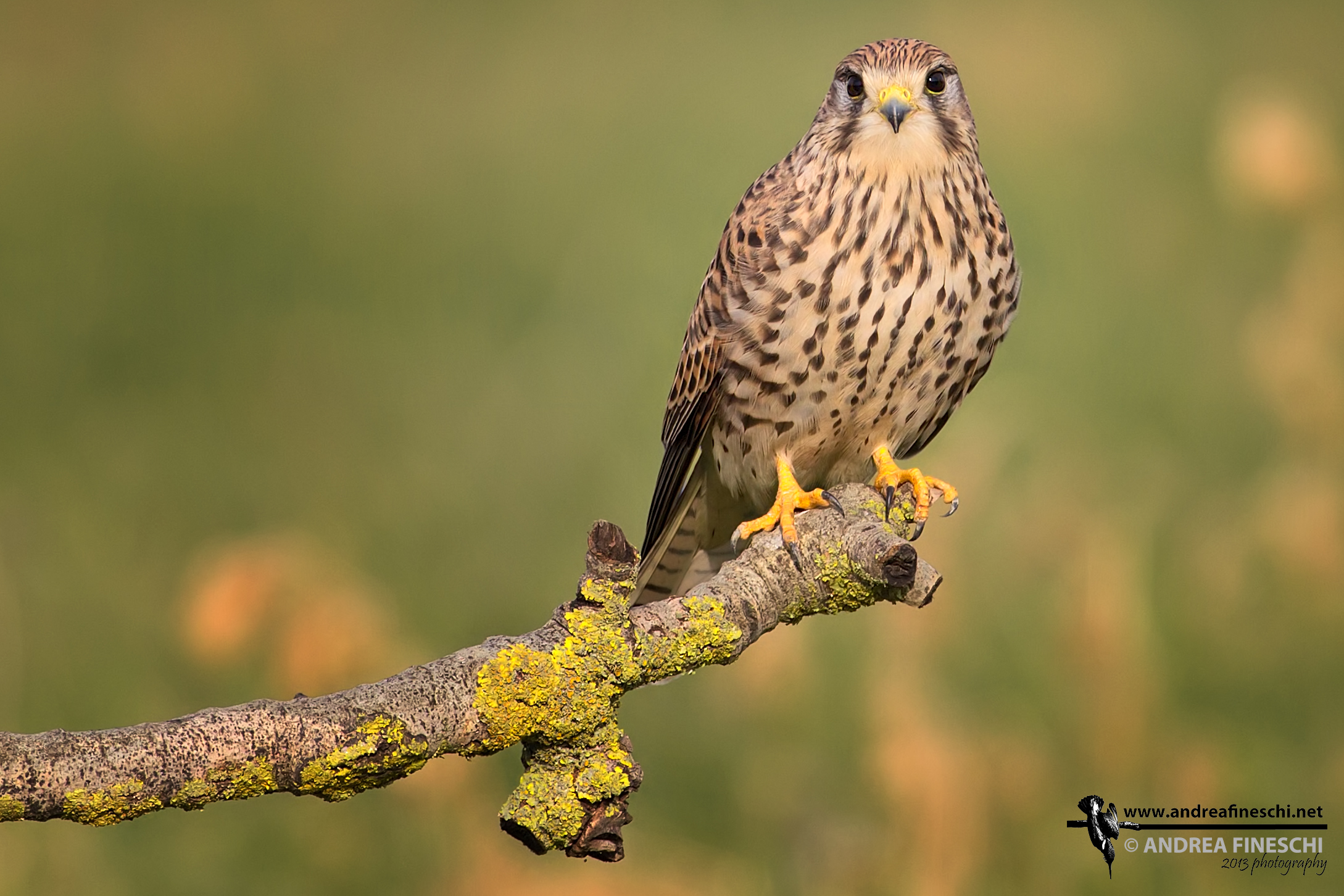 Female kestrel