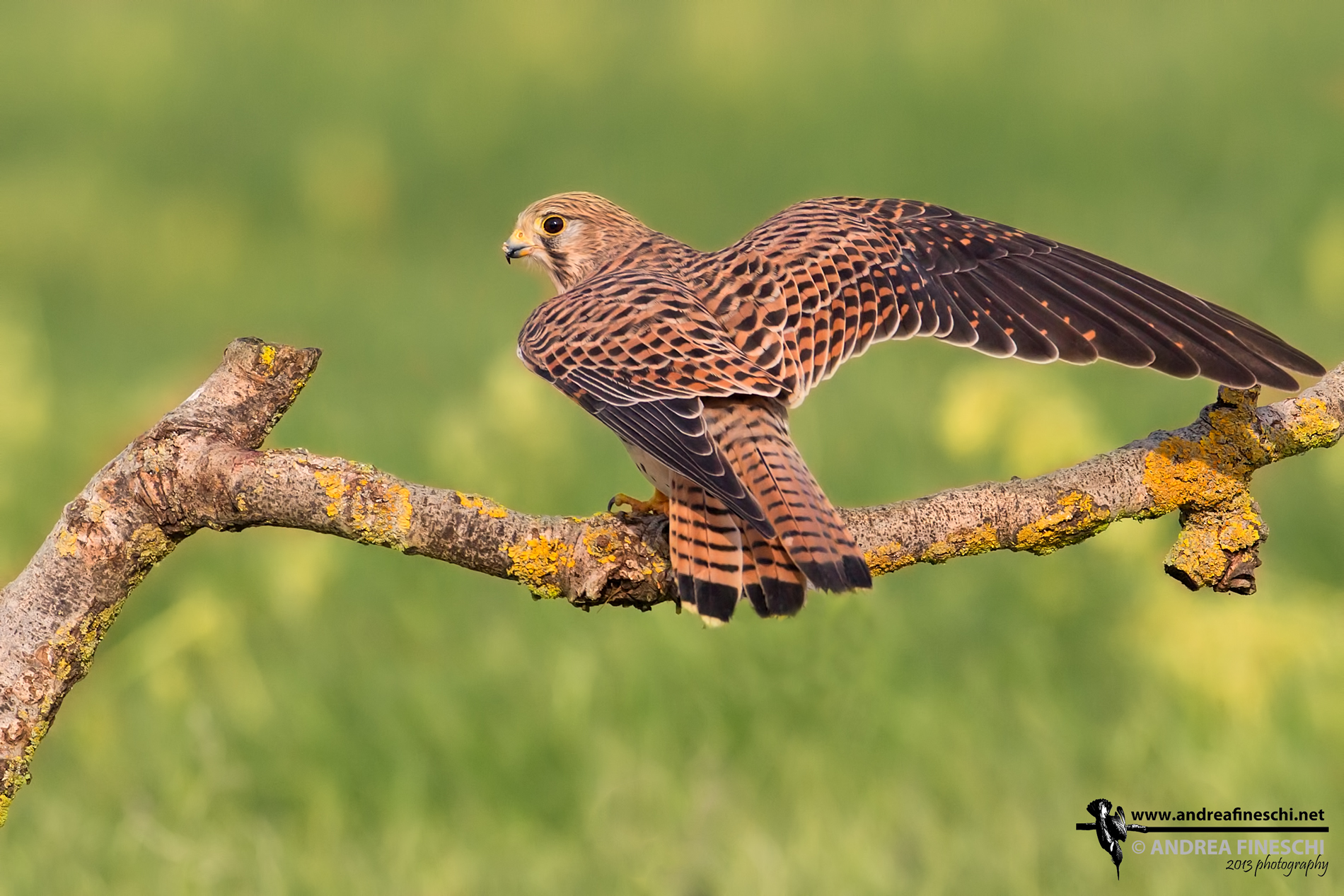 Female kestrel