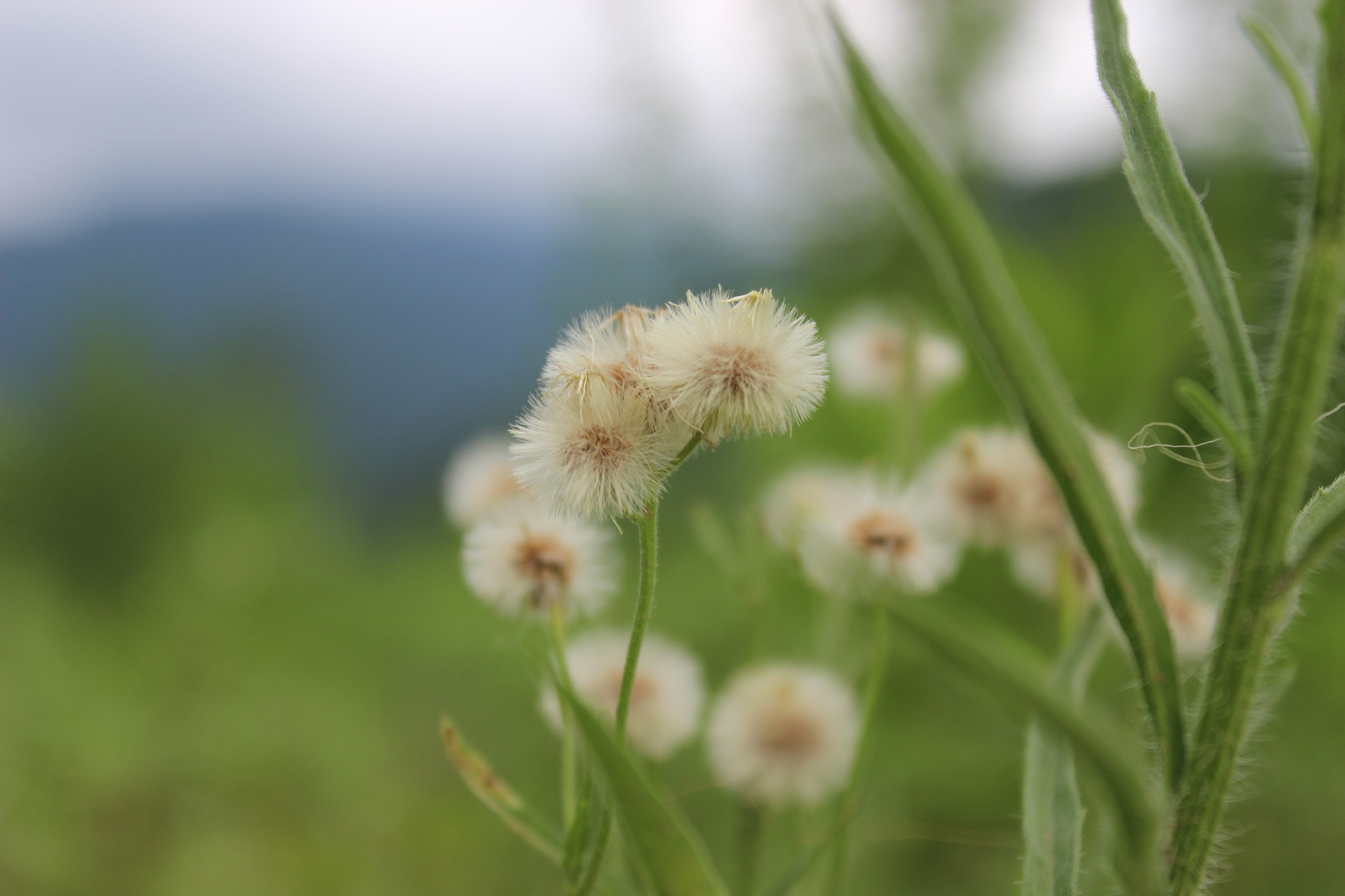 Dandelion flowers