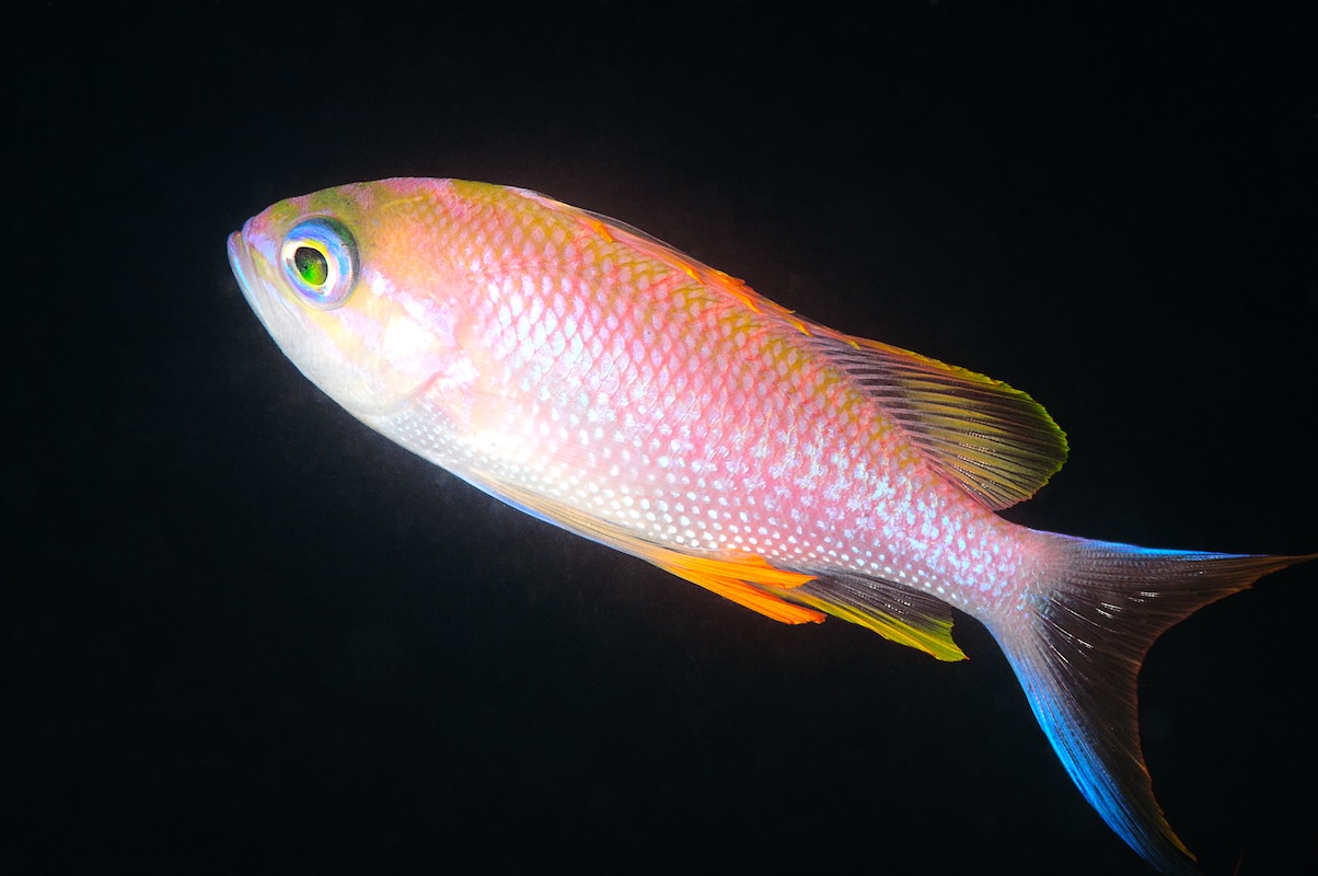 Castagnola pink Anthias