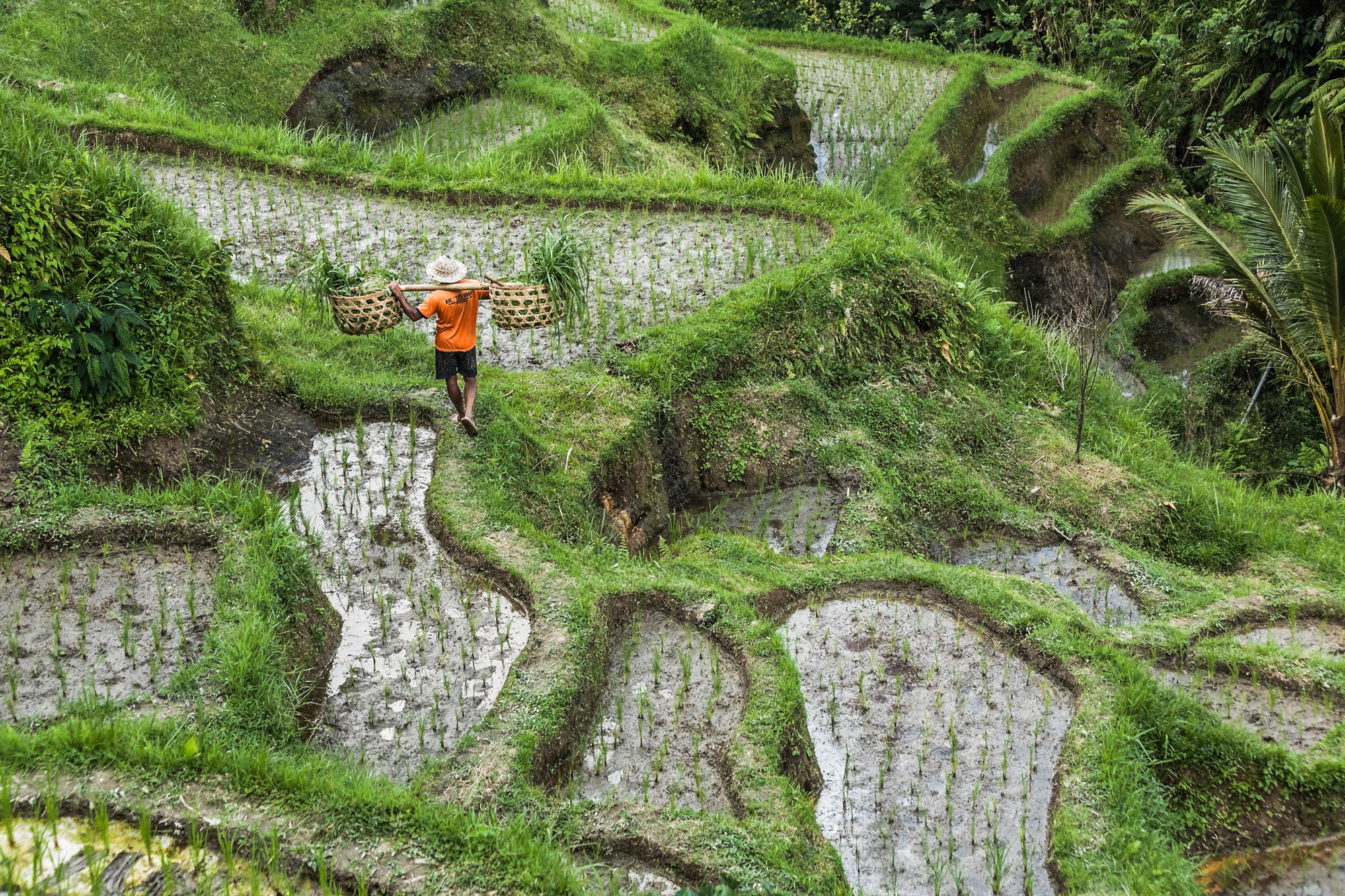 Bali, cultivated terraces