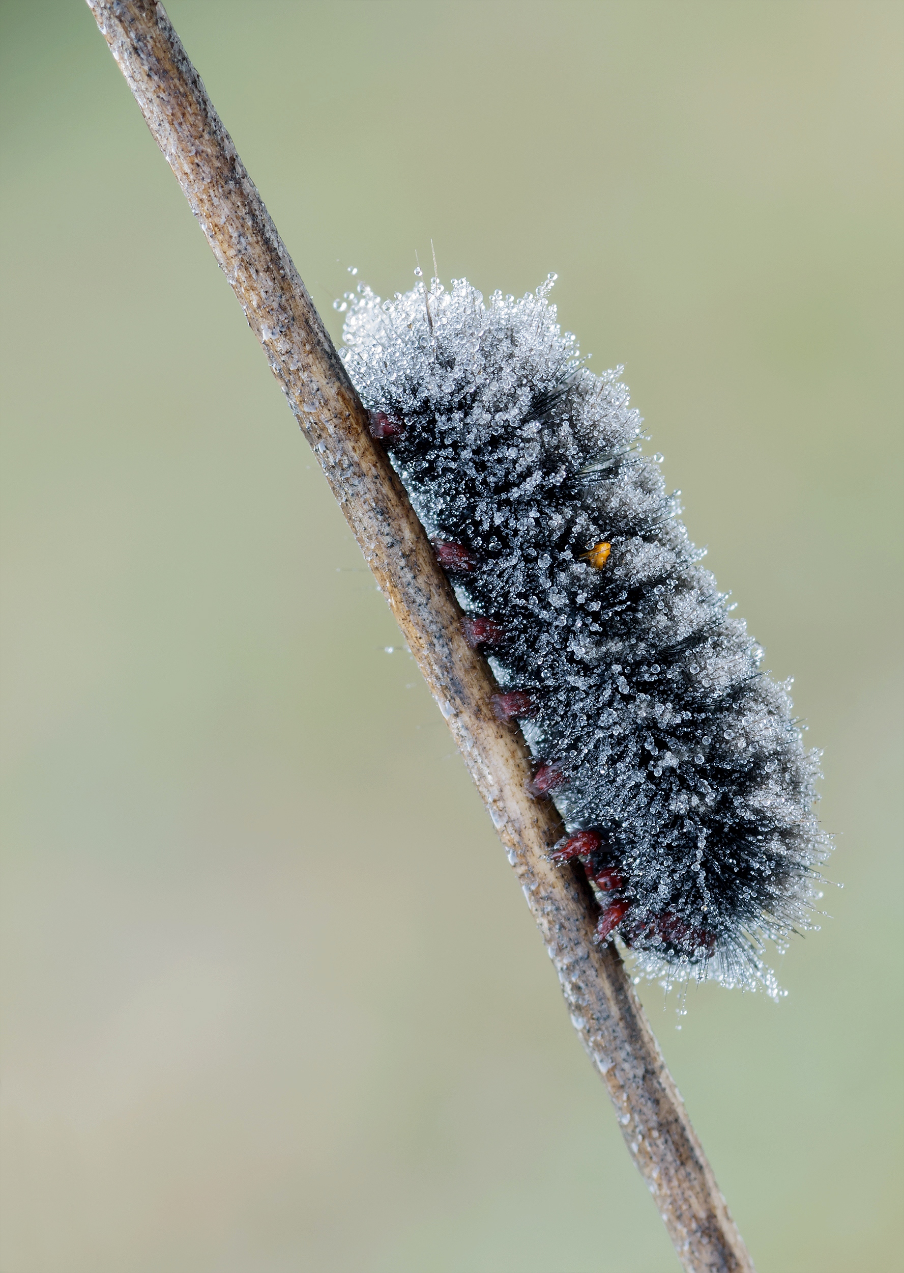 Amata phegea brinata...